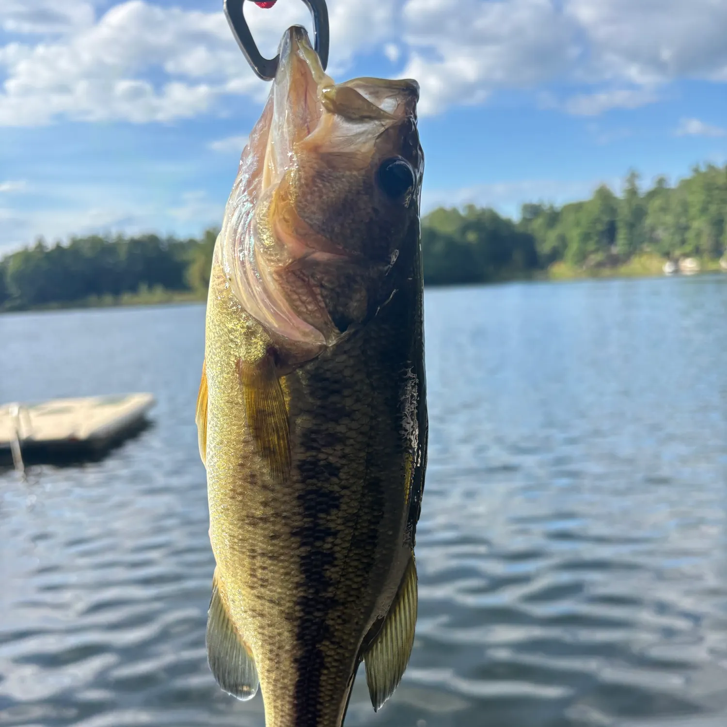 Largemouth bass caught on Fishbrain