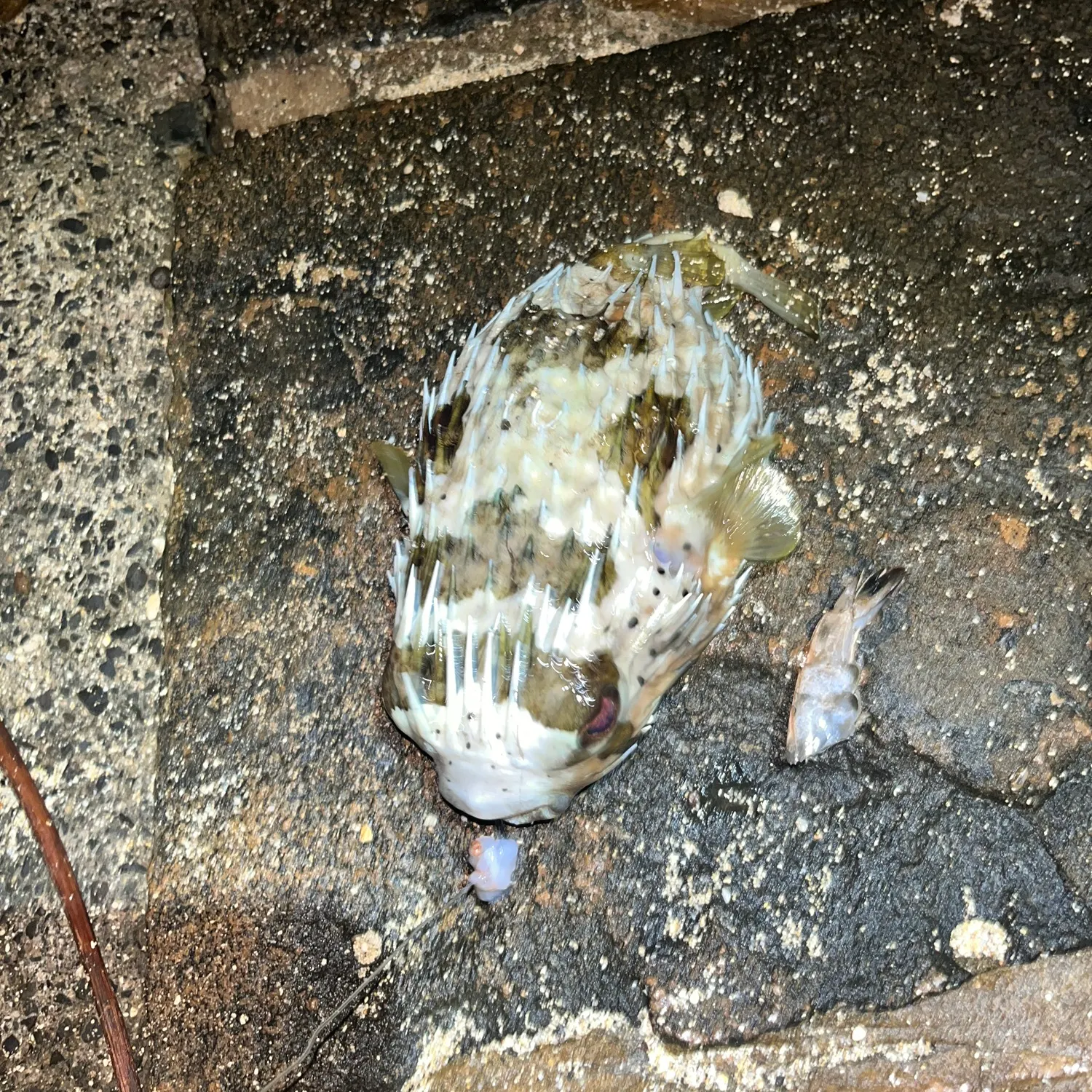 The most recent Spotted green pufferfish catches on Fishbrain