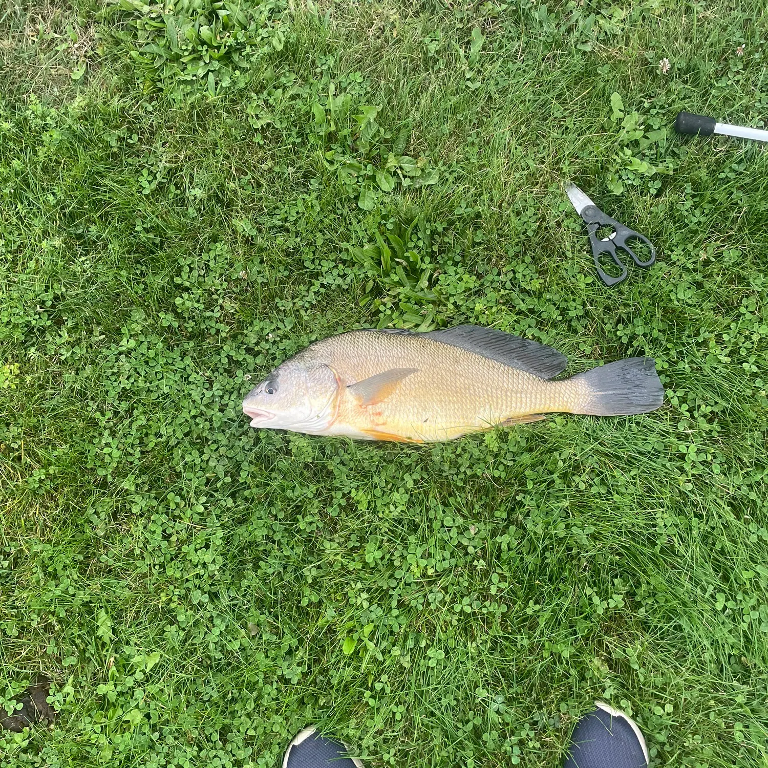 Freshwater drum caught on Fishbrain
