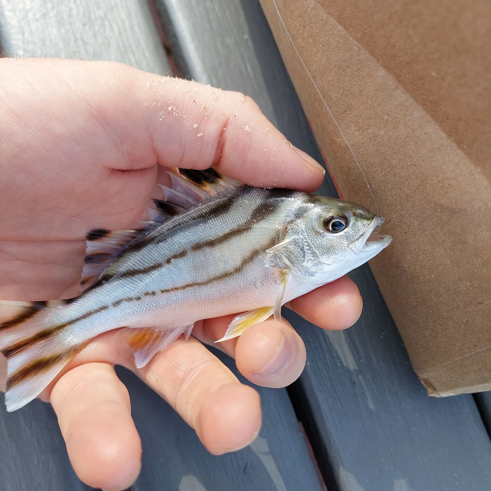 The most recent Jarbua terapon catches on Fishbrain