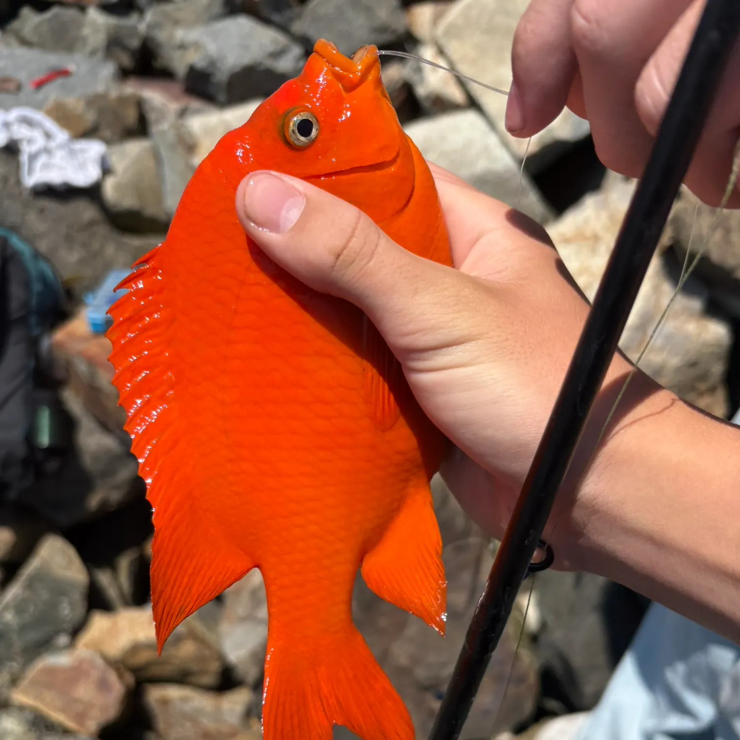 The most recent Garibaldi damselfish catches on Fishbrain