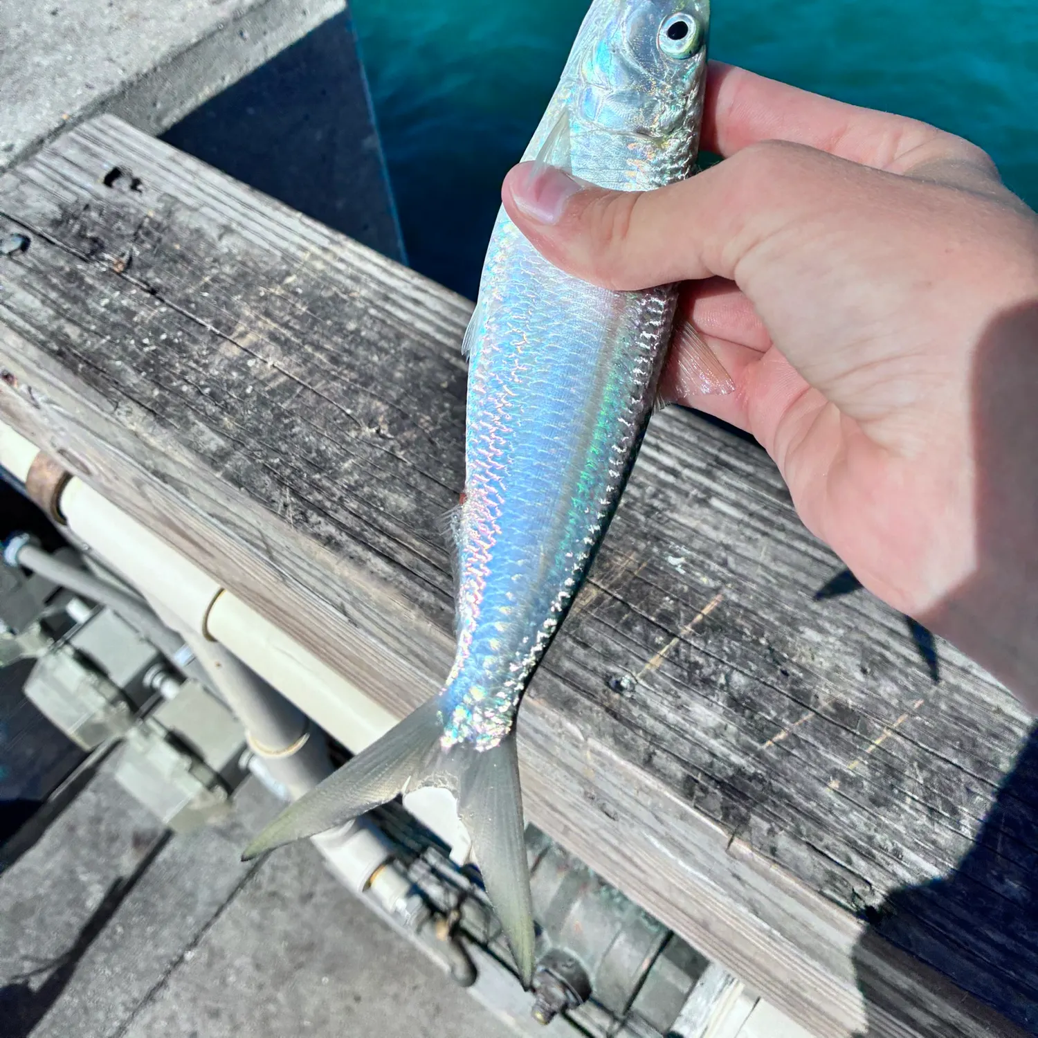 The most recent Scaled herring catches on Fishbrain
