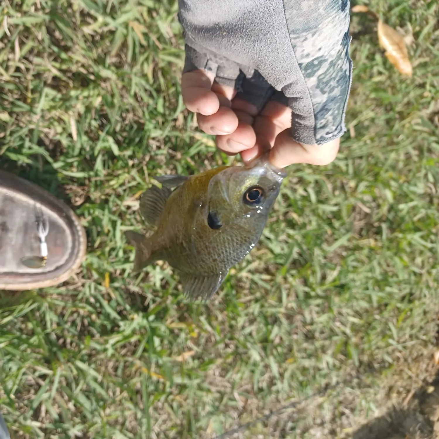 Bluegill caught on Fishbrain