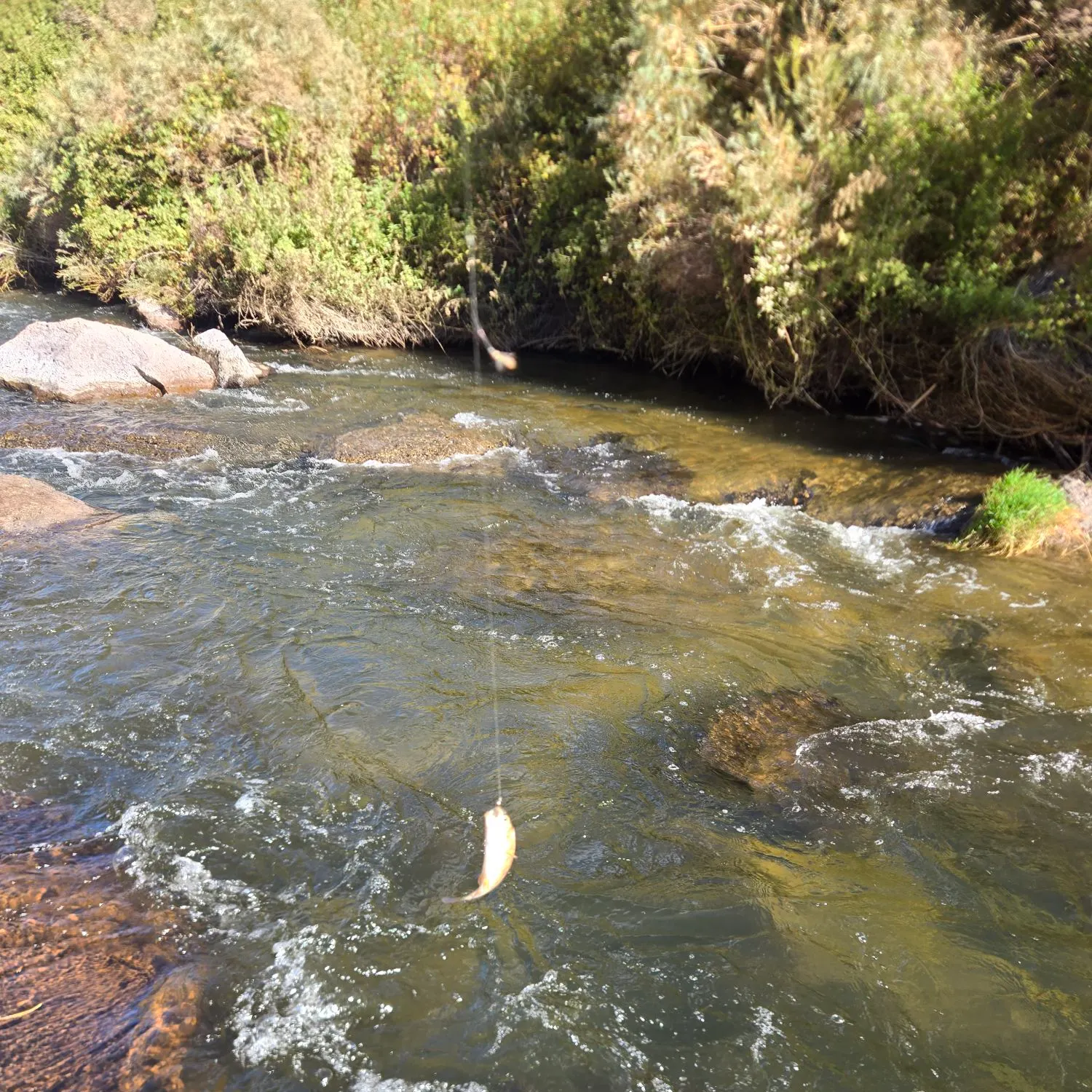 Brown trout caught on Fishbrain