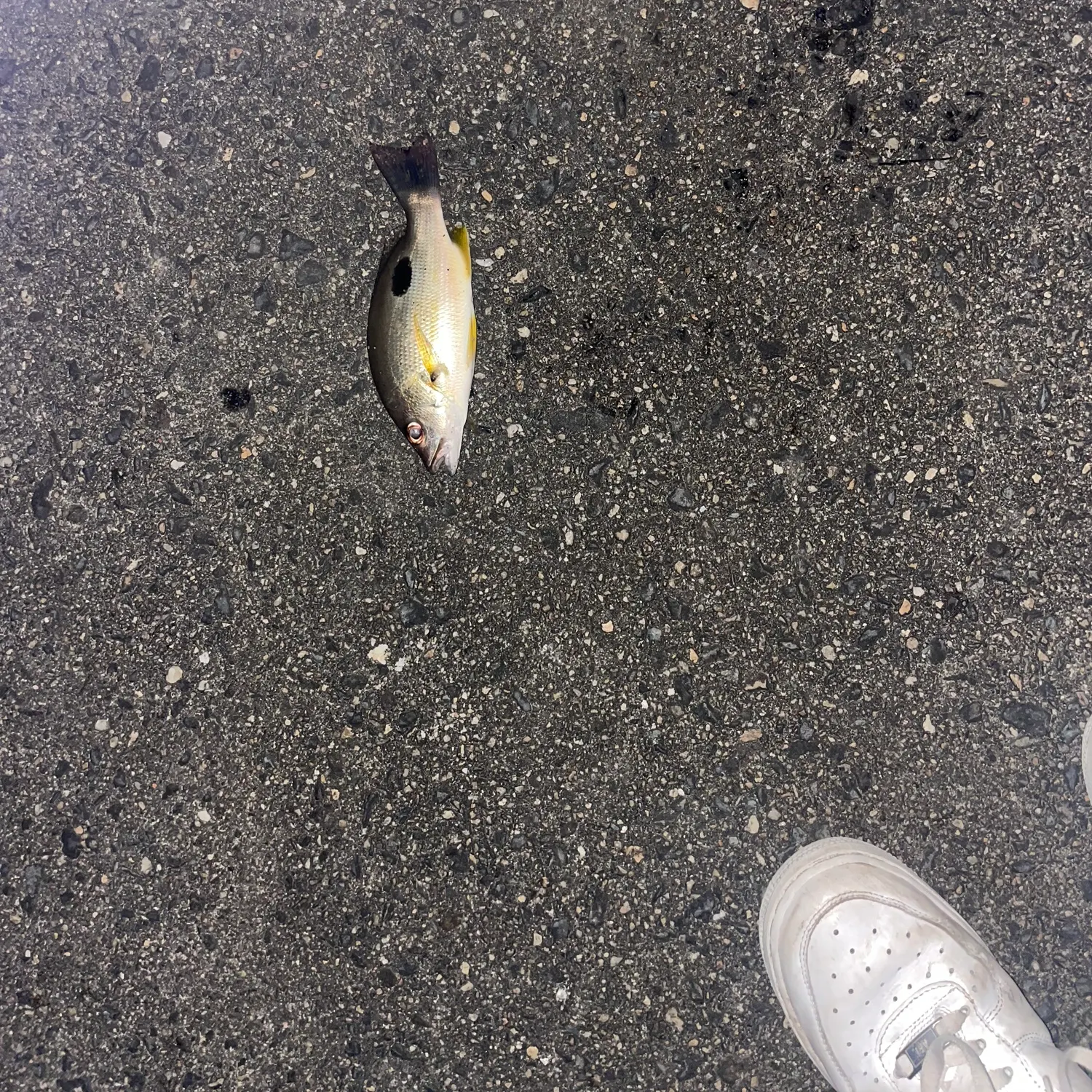 The most recent Moses perch catches on Fishbrain