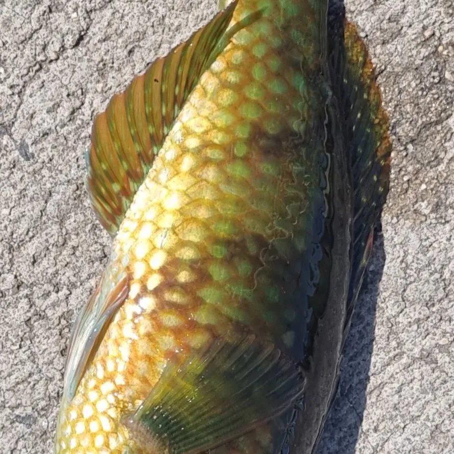 Fish caught on Fishbrain