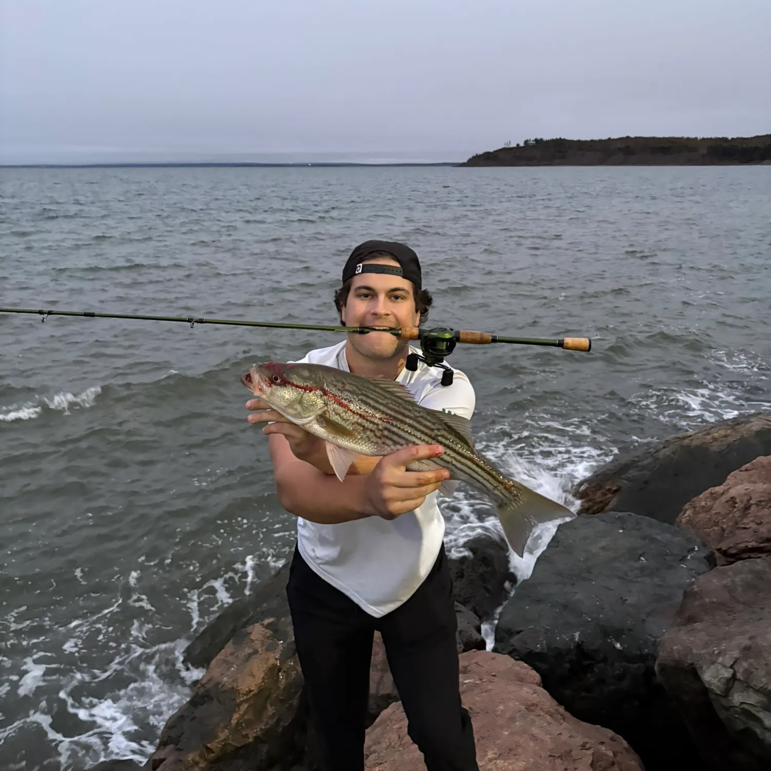 Striped bass caught on Fishbrain