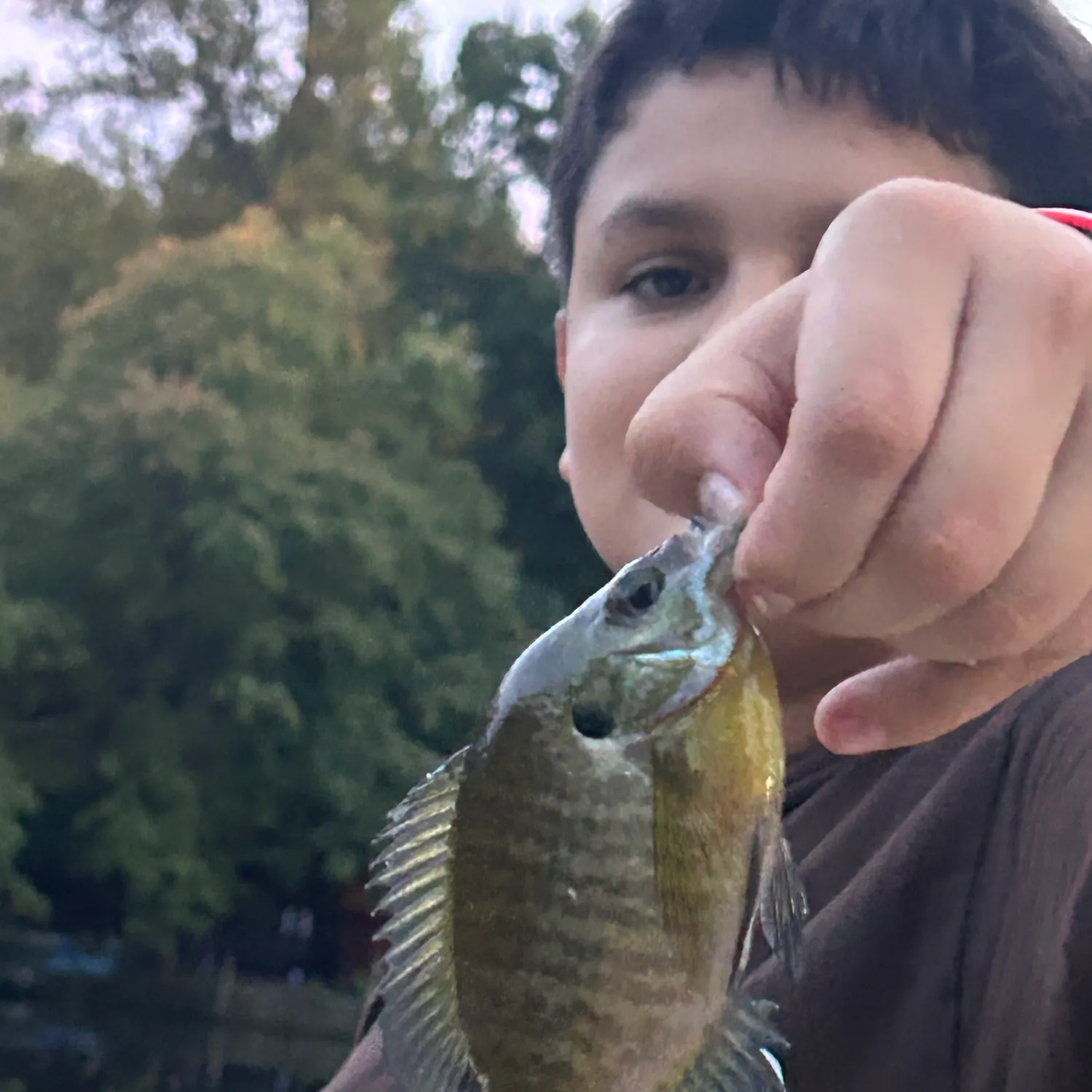 Bluegill caught on Fishbrain
