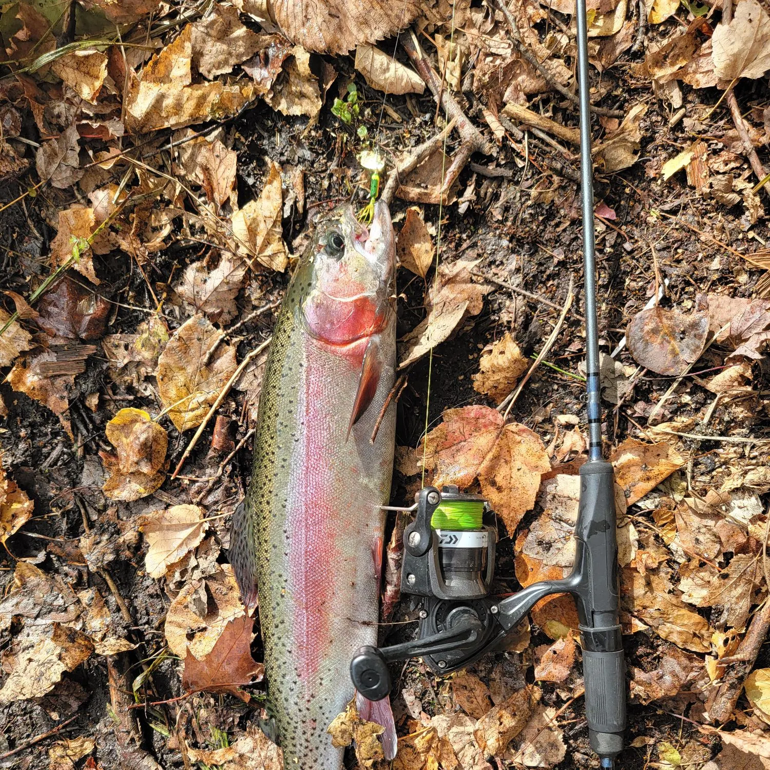 Rainbow trout caught on Fishbrain