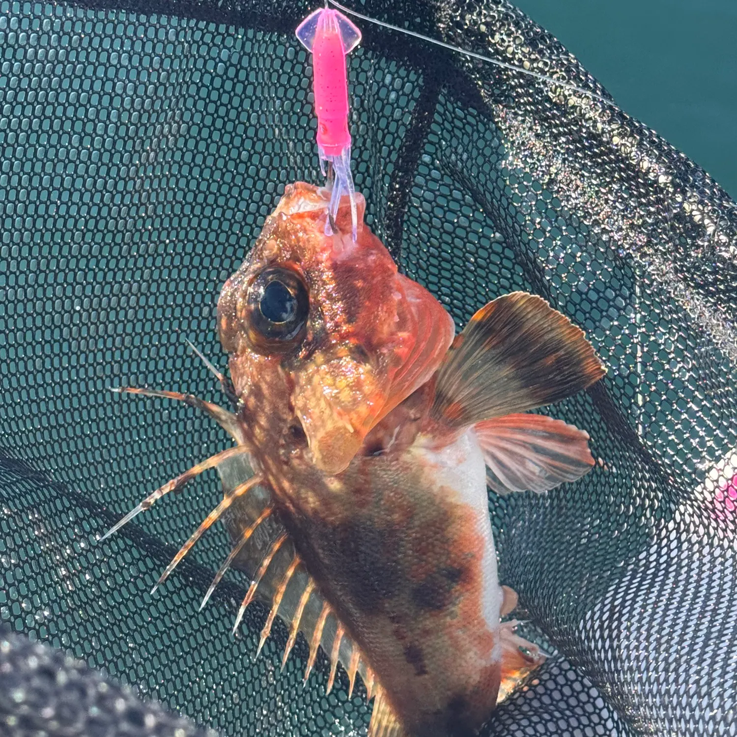 The most recent Red gurnard perch catches on Fishbrain