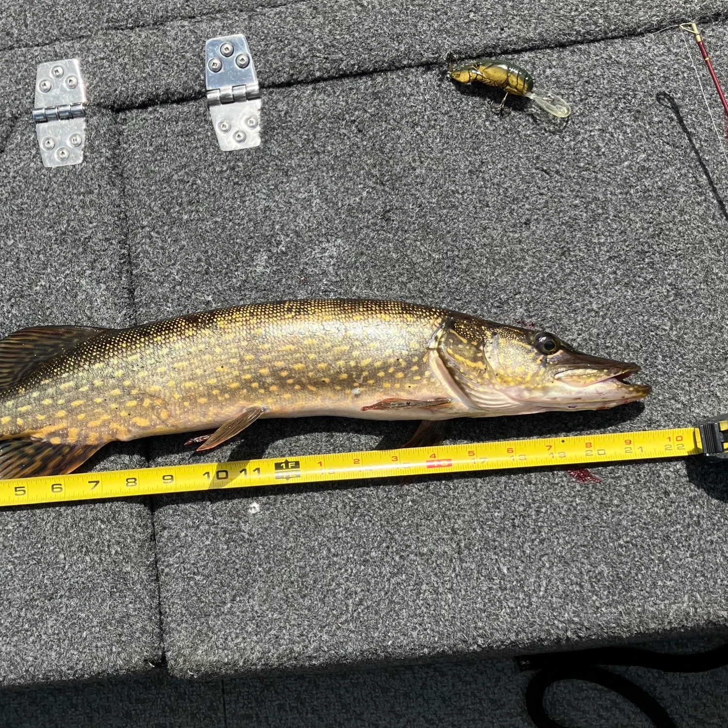 recently logged catches