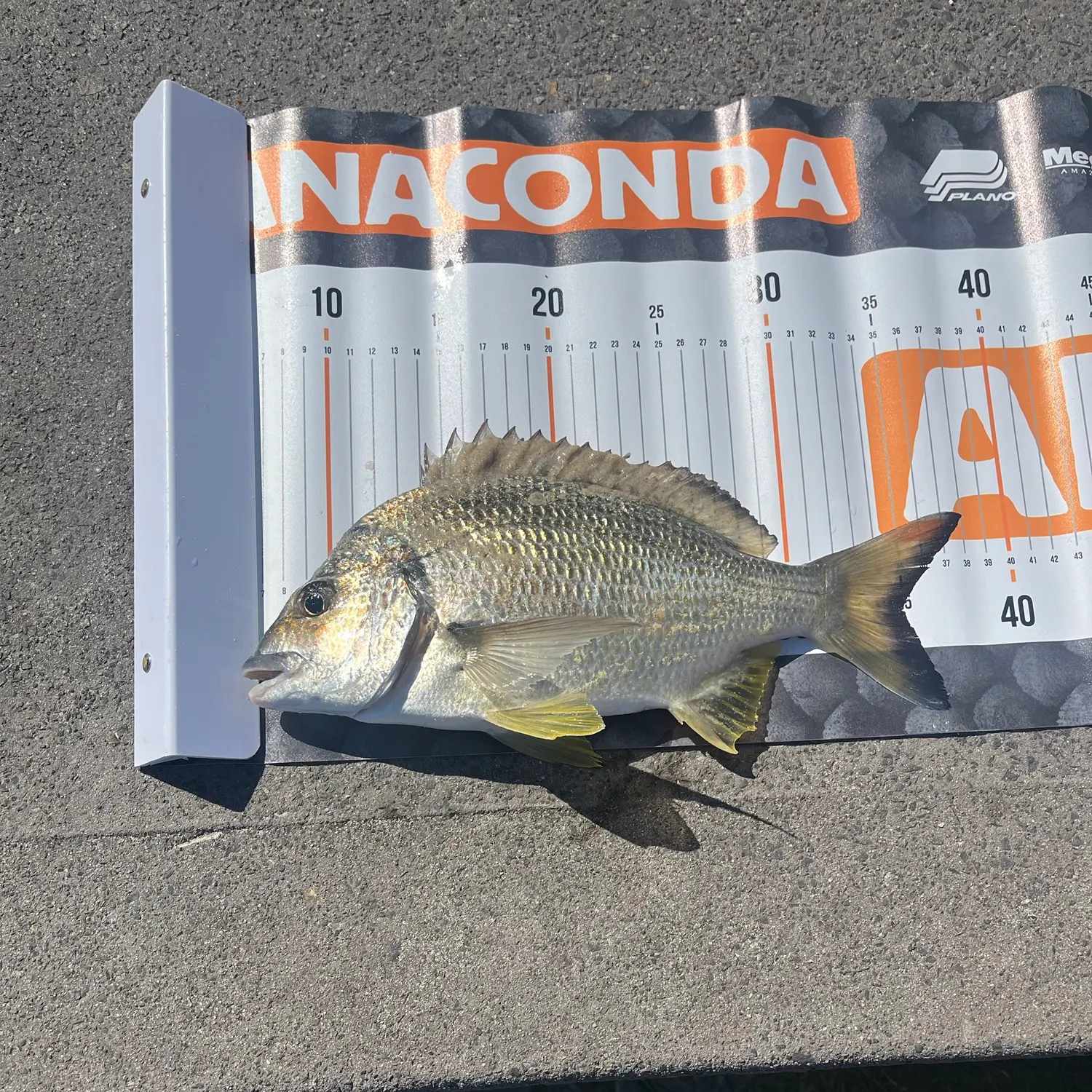 Surf bream caught on Fishbrain
