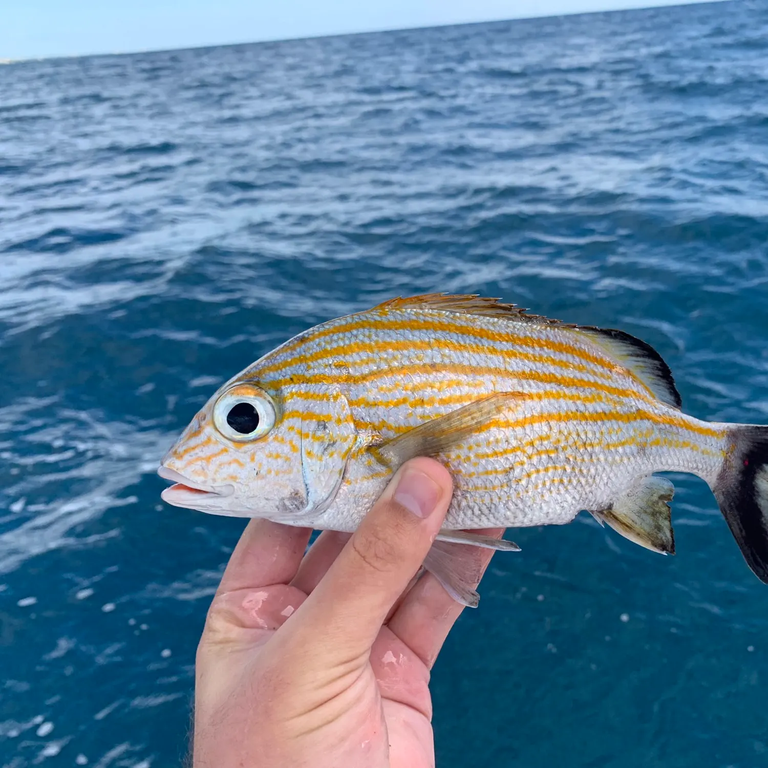 The most recent Caesar grunt catches on Fishbrain