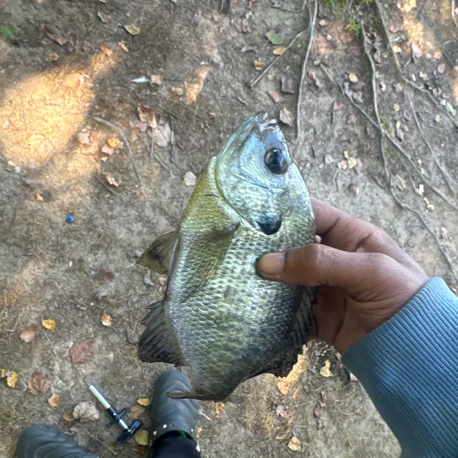 Bluegill caught on Fishbrain