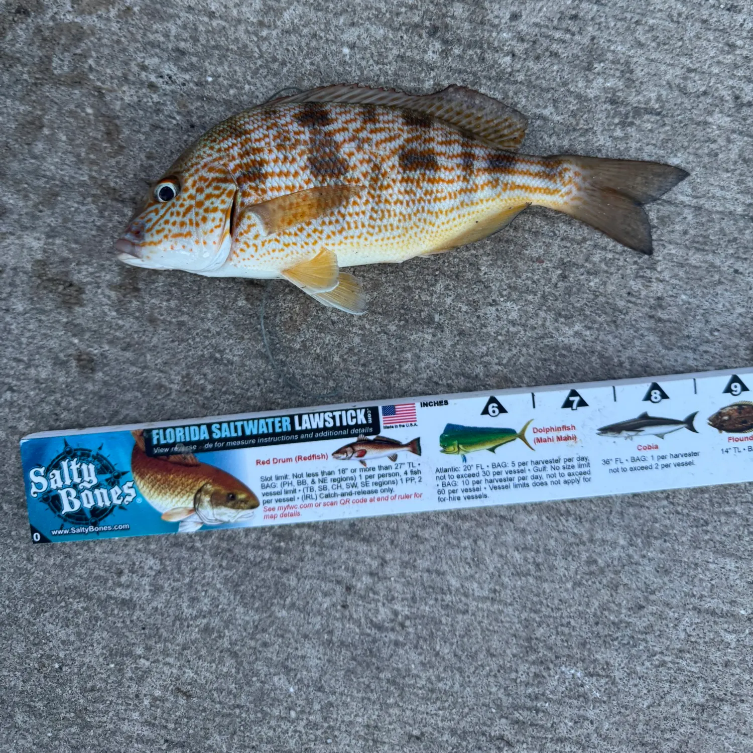 Sand perch caught on Fishbrain