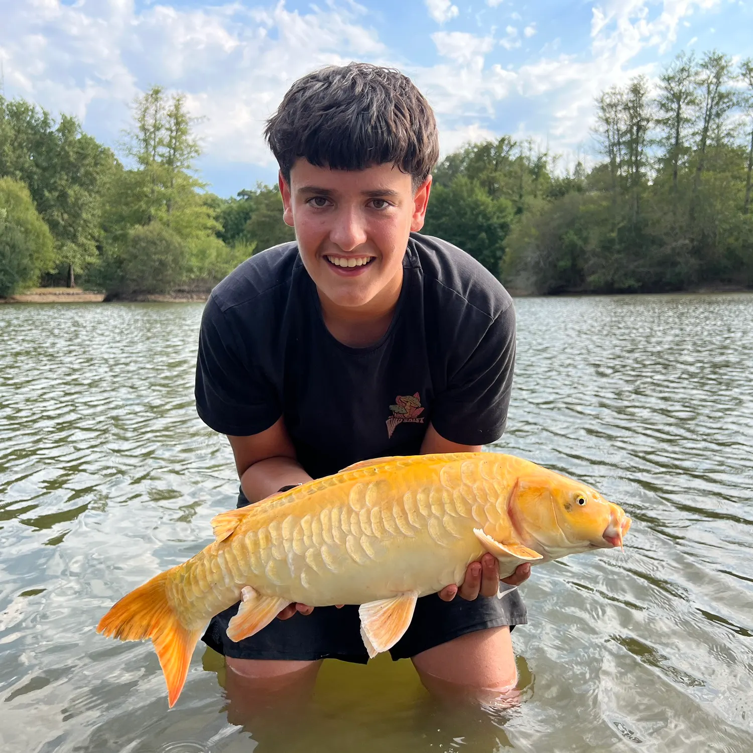 Koi carp caught on Fishbrain