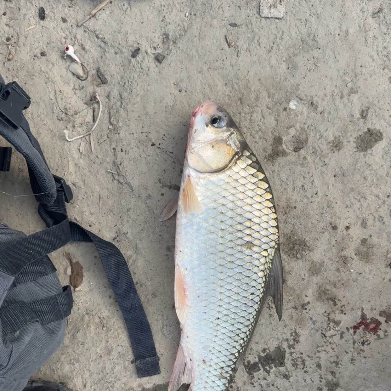 The most recent Quillback catches on Fishbrain