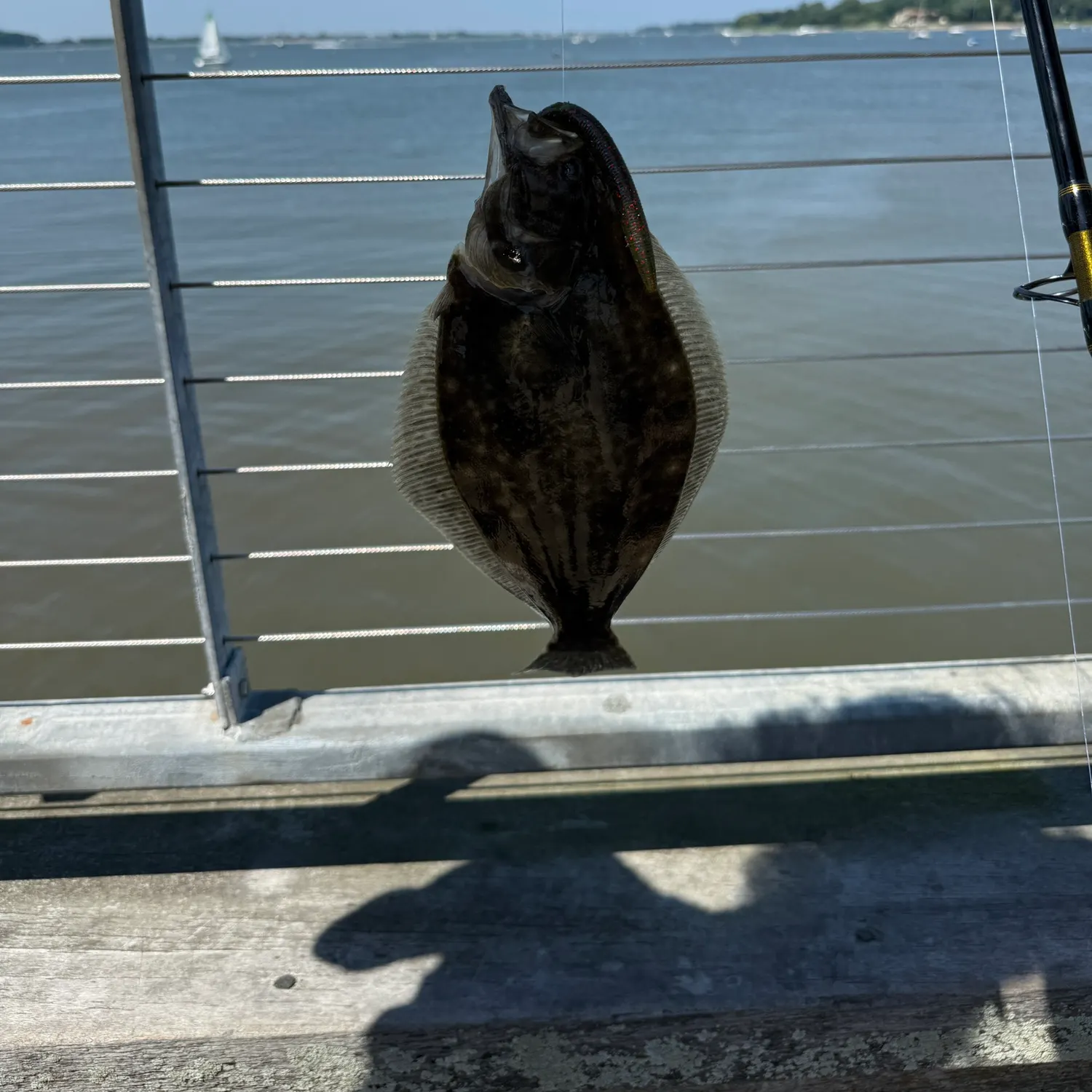 The most recent Summer flounder catches on Fishbrain