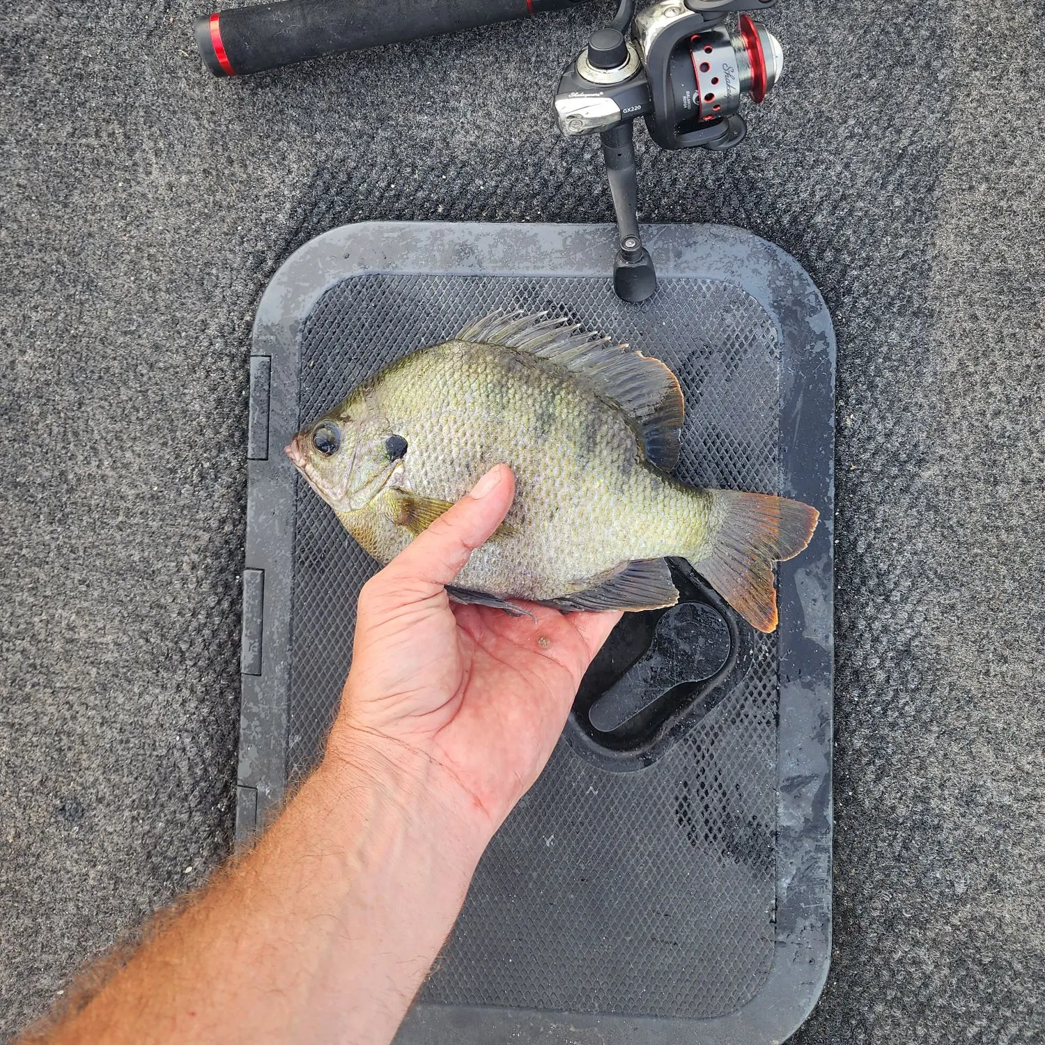 recently logged catches