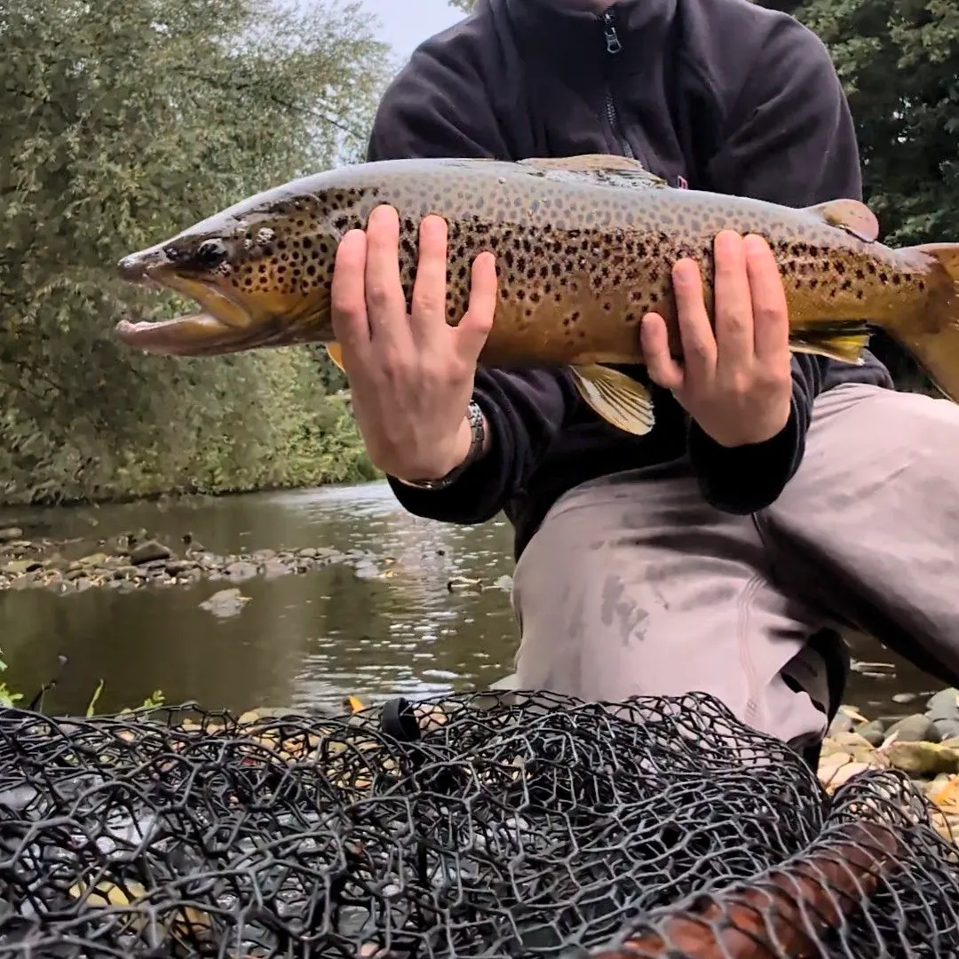 Brown trout caught on Fishbrain