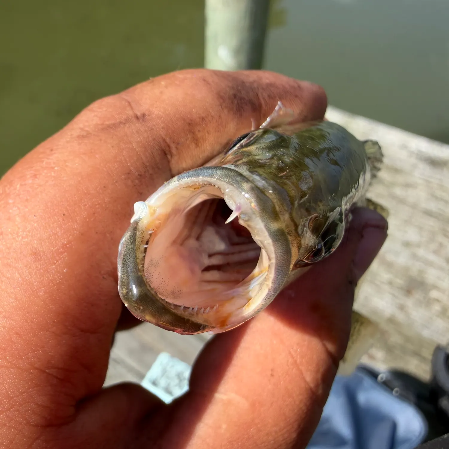 Fish caught on Fishbrain