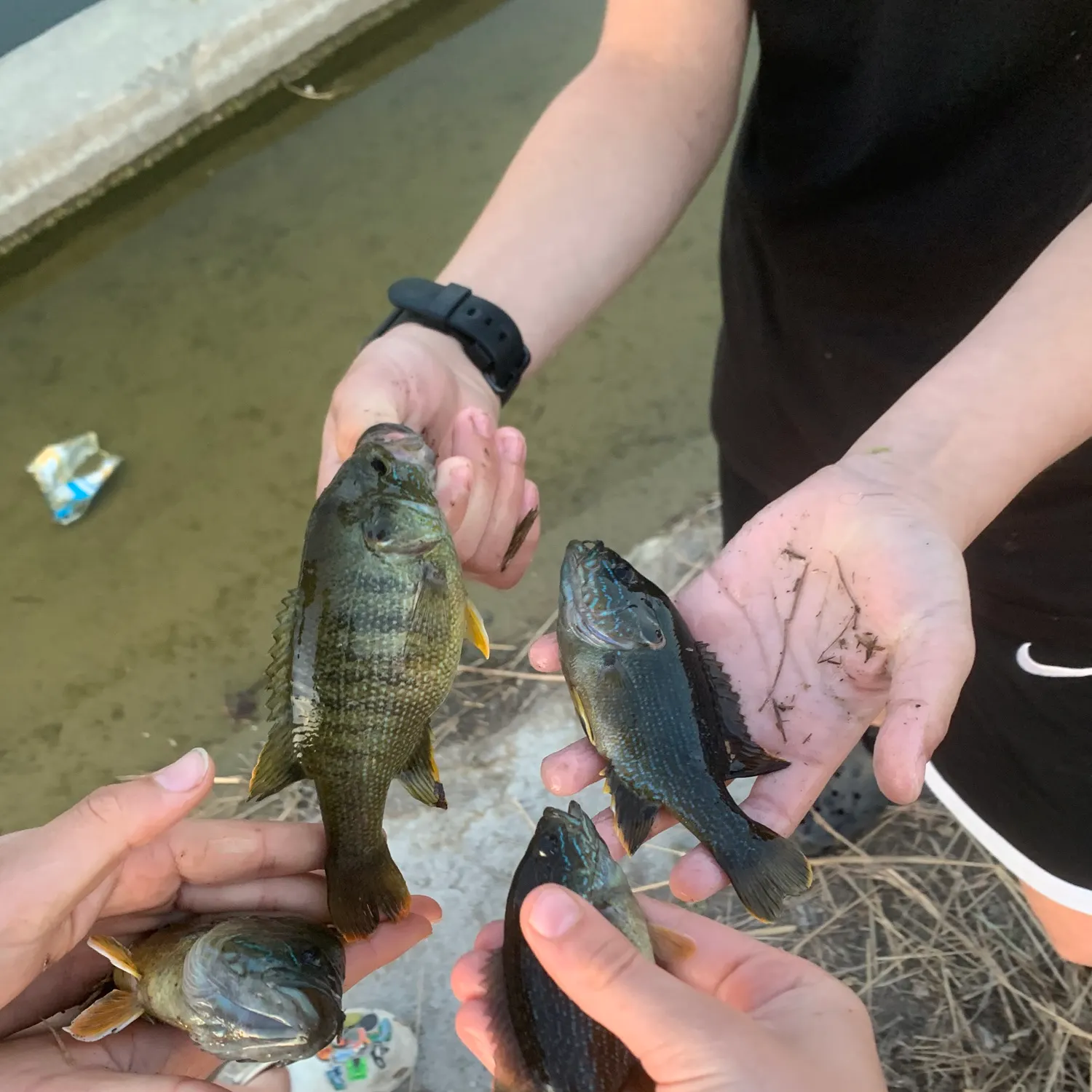 catch