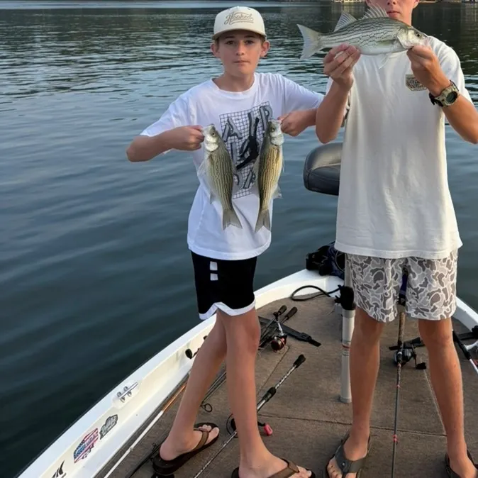 White bass caught on Fishbrain