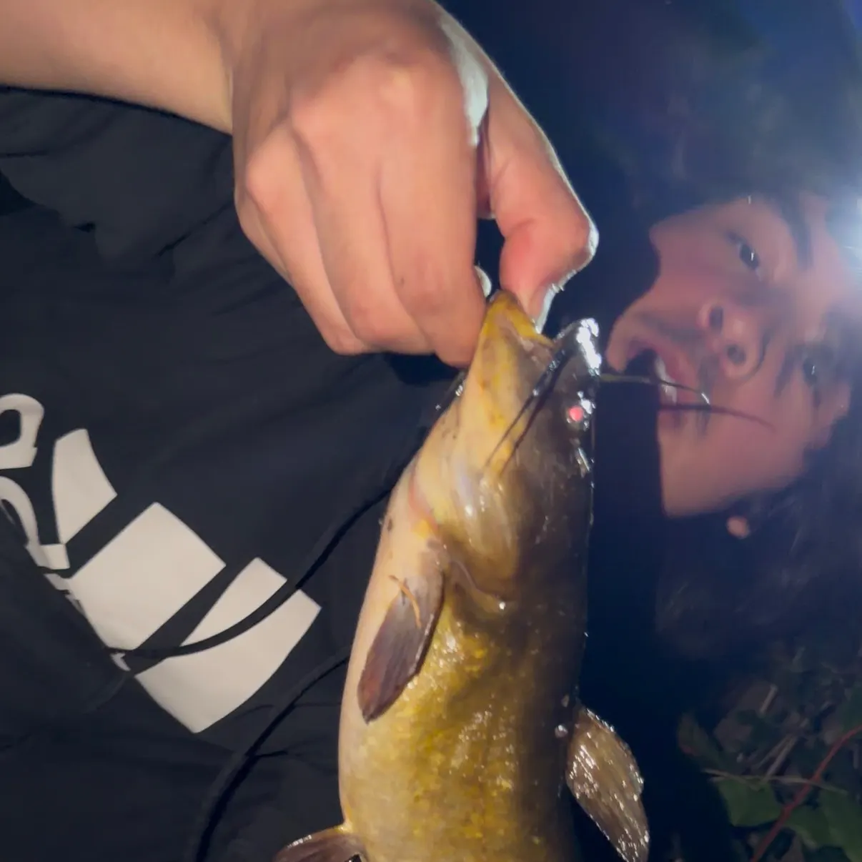 The most recent Yellow bullhead catches on Fishbrain