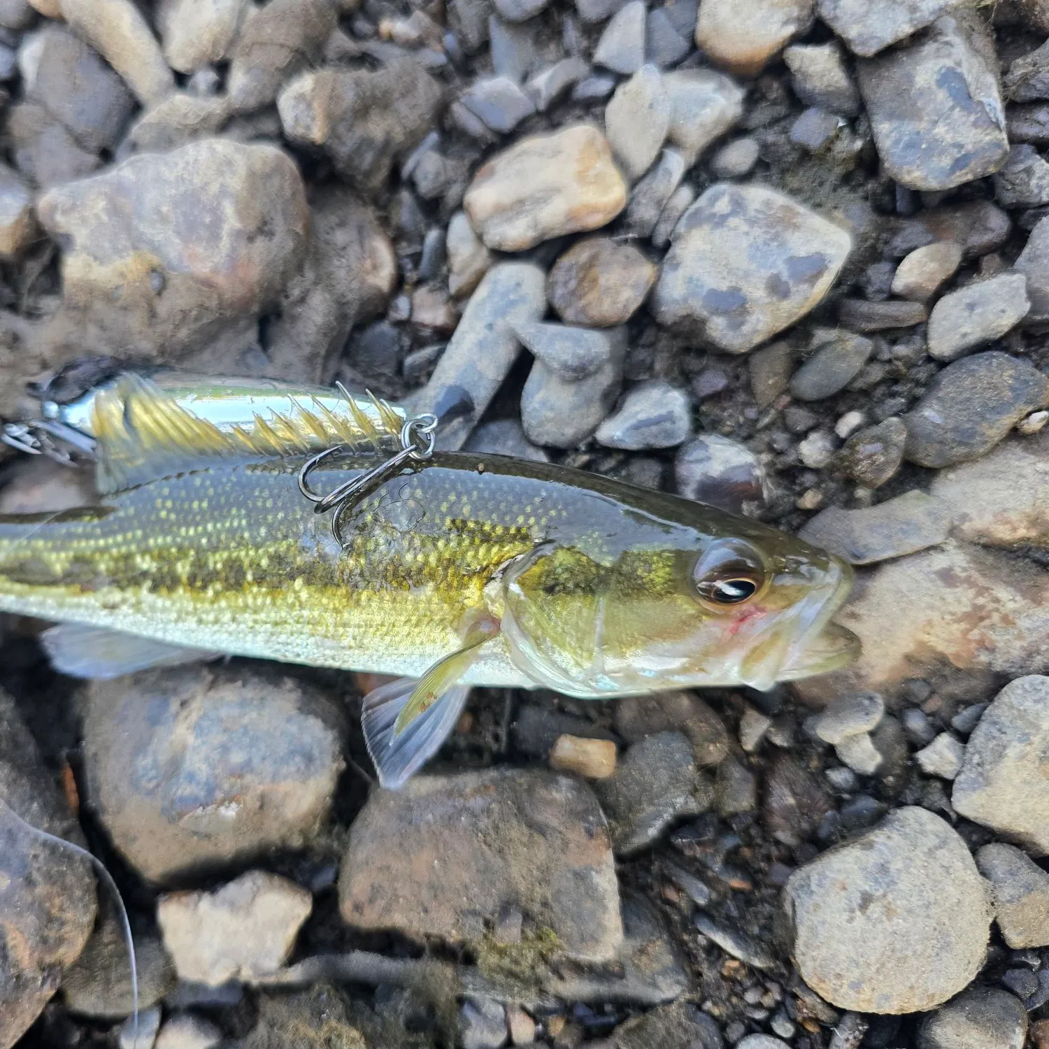 Largemouth bass caught on Fishbrain