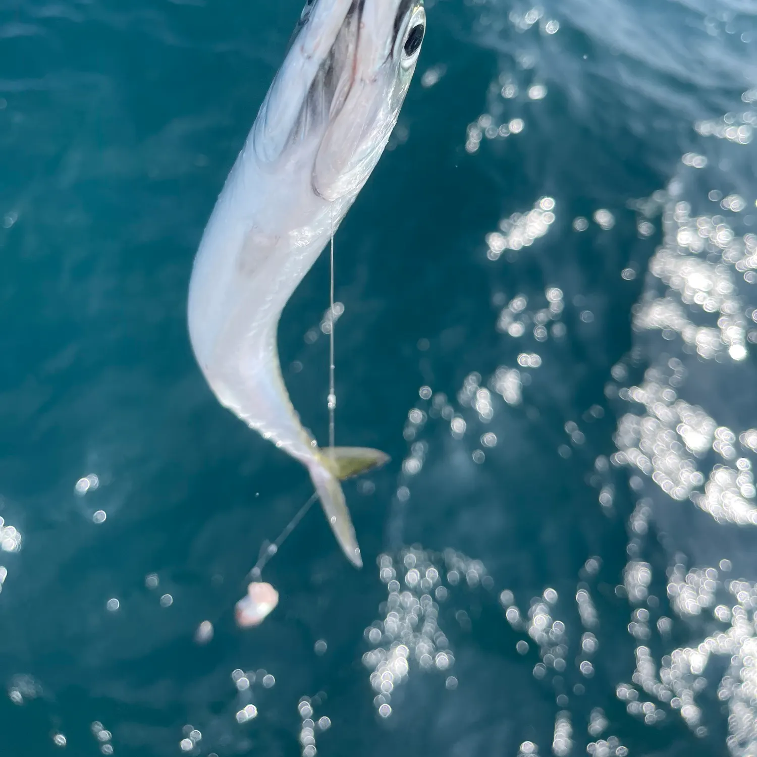The most recent Atlantic mackerel catches on Fishbrain