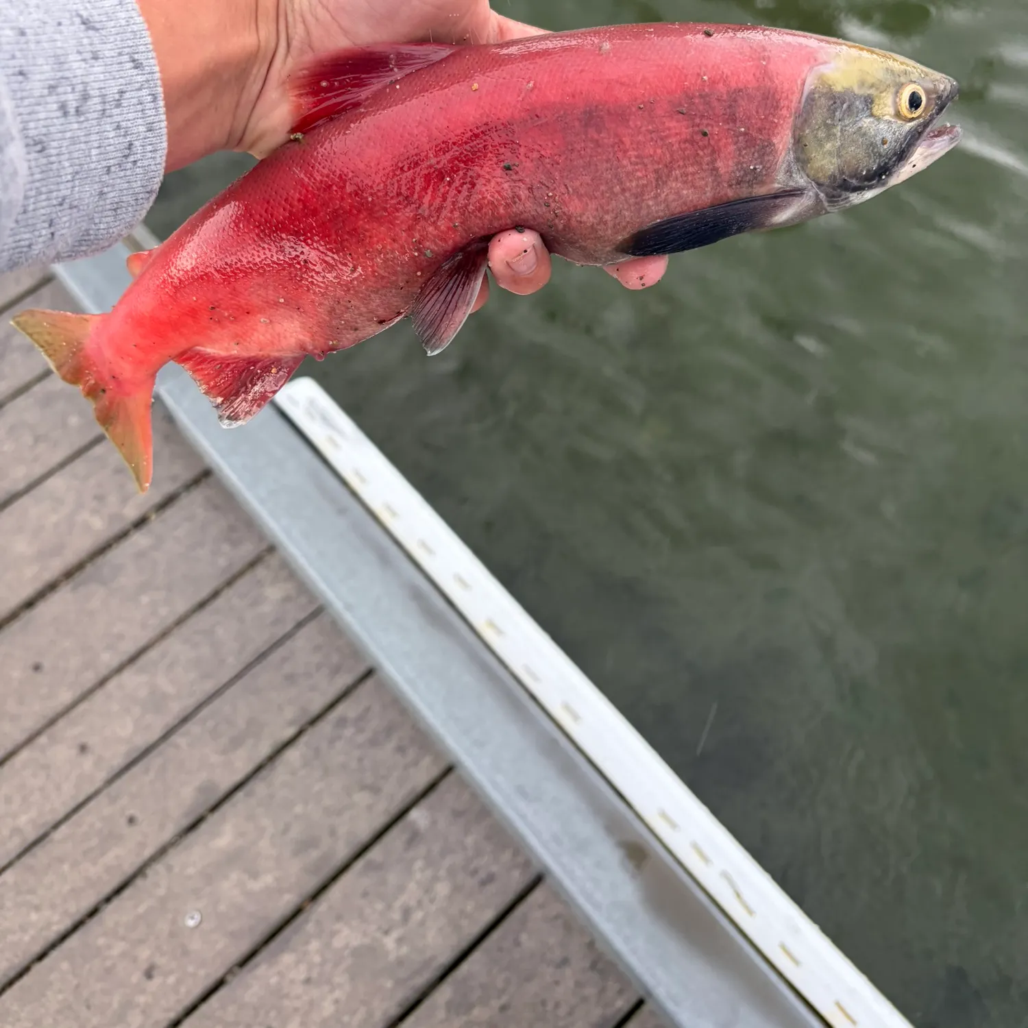 Kokanee salmon caught on Fishbrain