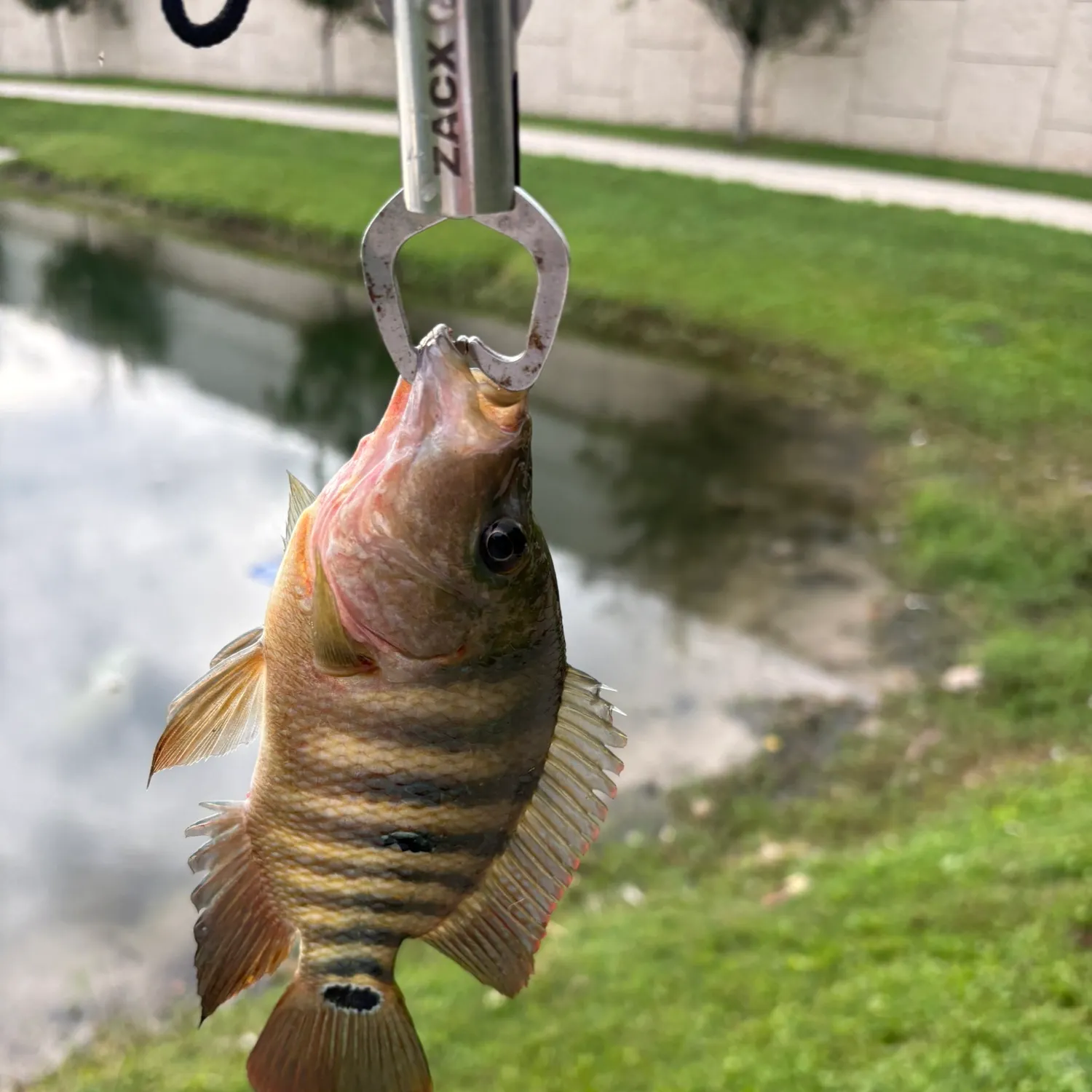 Mayan cichlid caught on Fishbrain