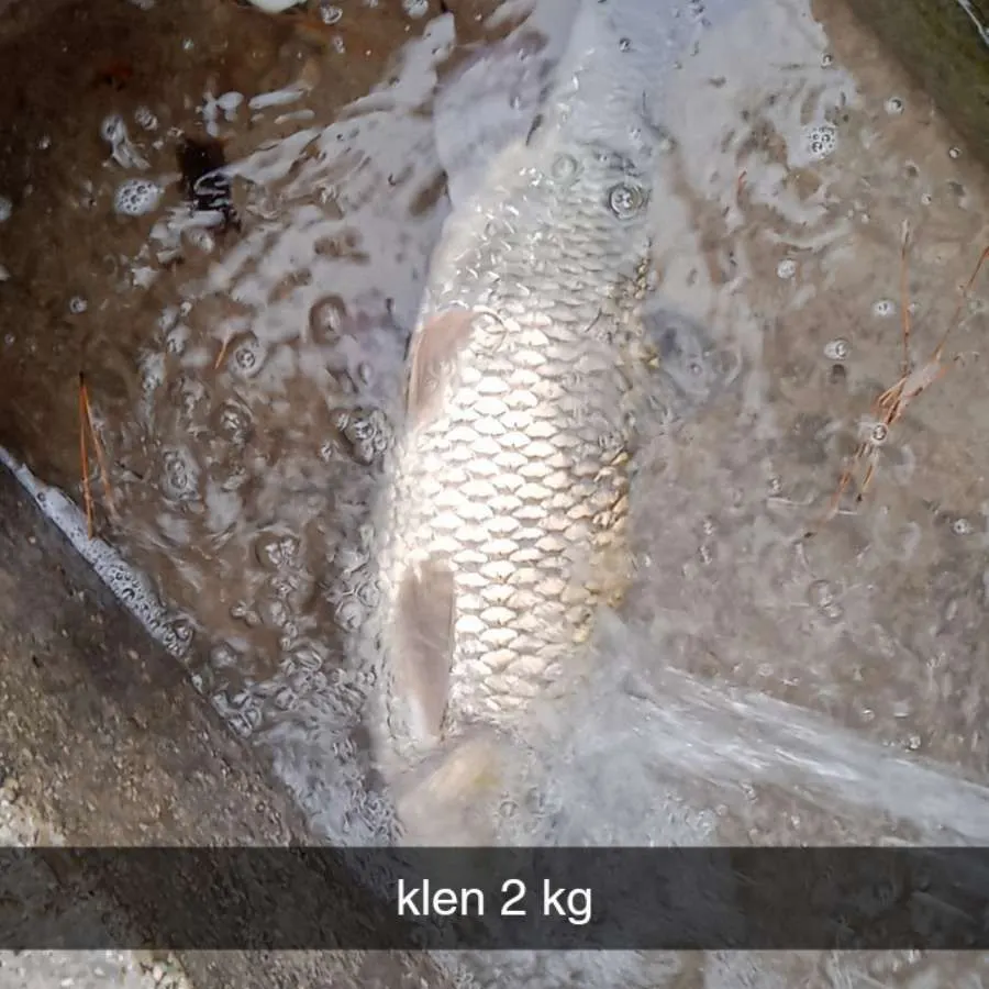 The most recent European chub catches on Fishbrain