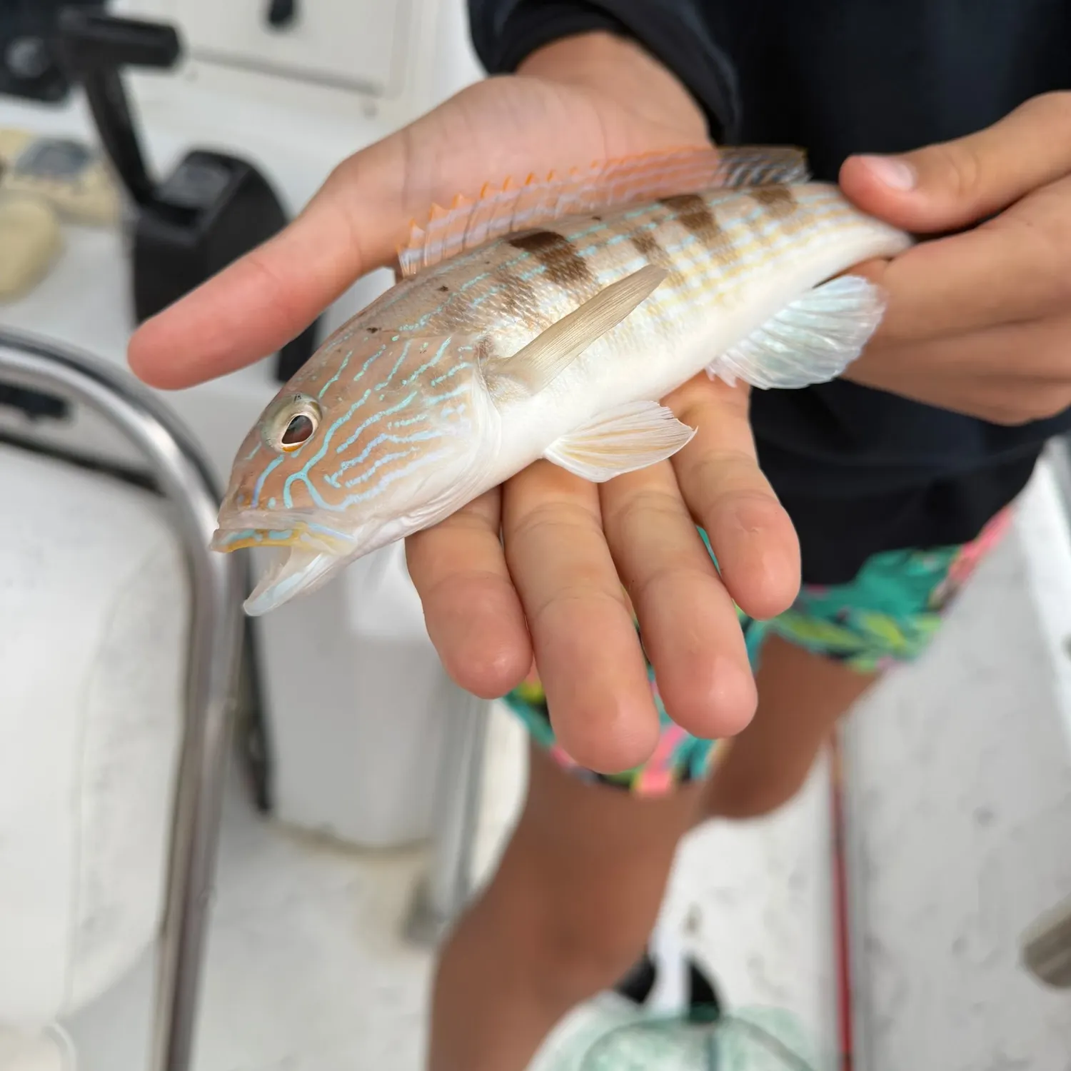Sand perch caught on Fishbrain