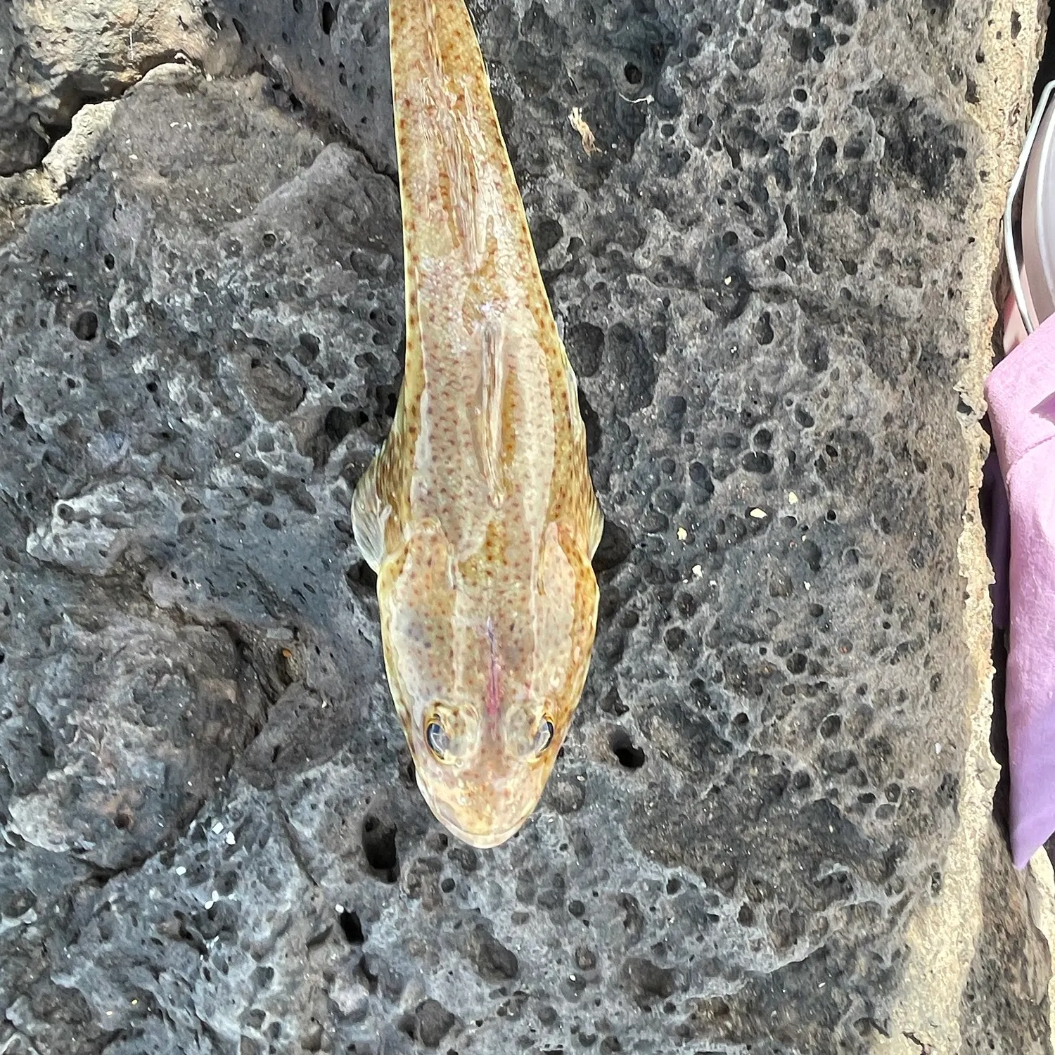 Tiger flathead caught on Fishbrain