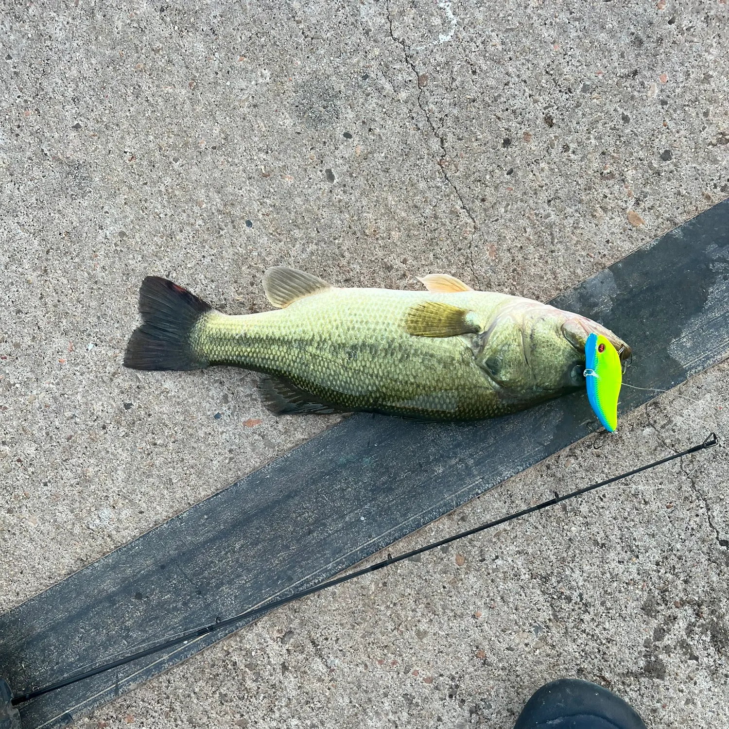 Largemouth bass caught on Fishbrain