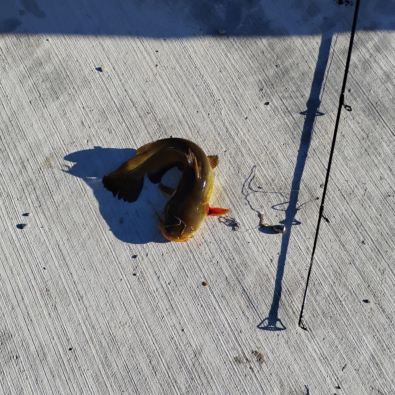 Yellow bullhead caught on Fishbrain