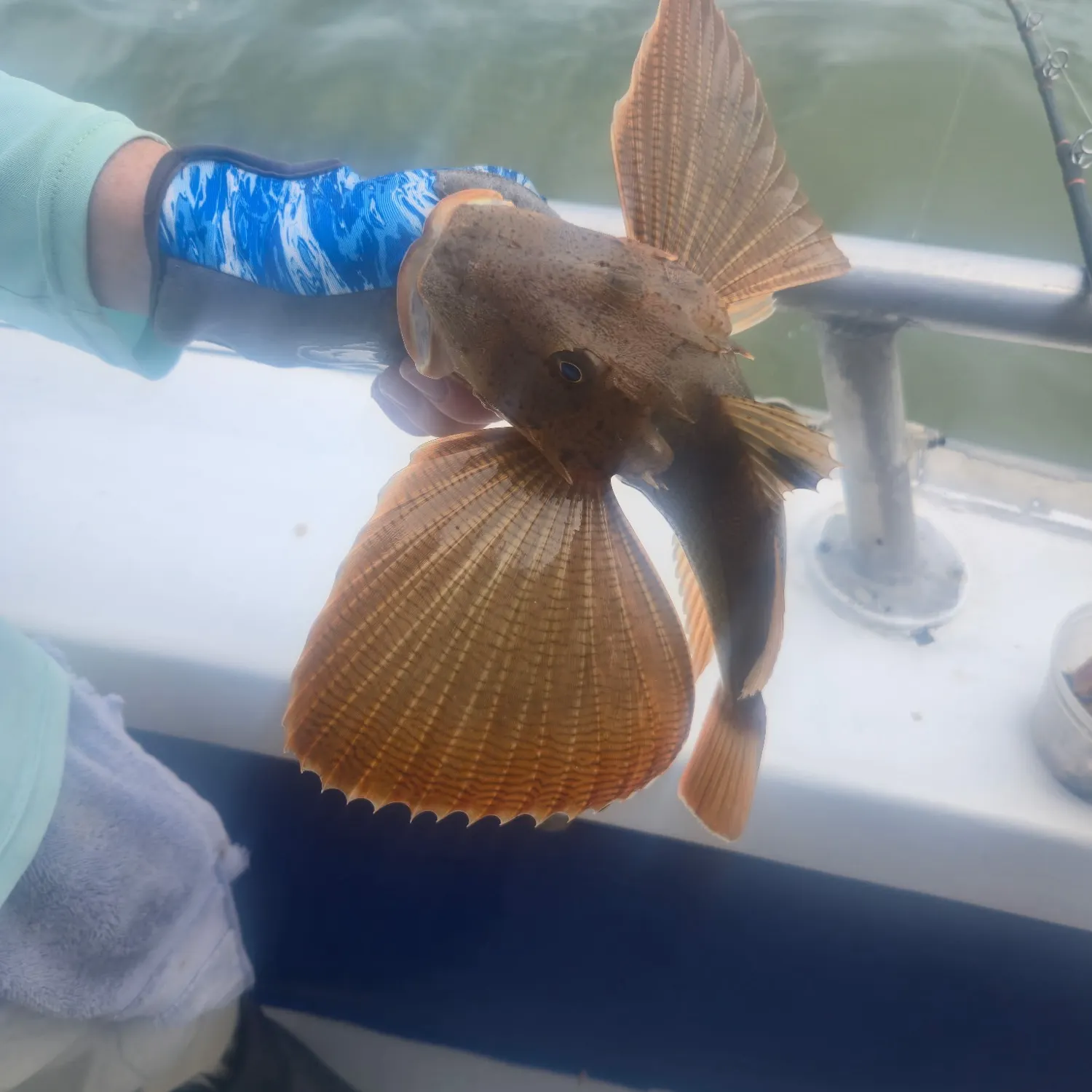 The most recent Striped searobin catches on Fishbrain