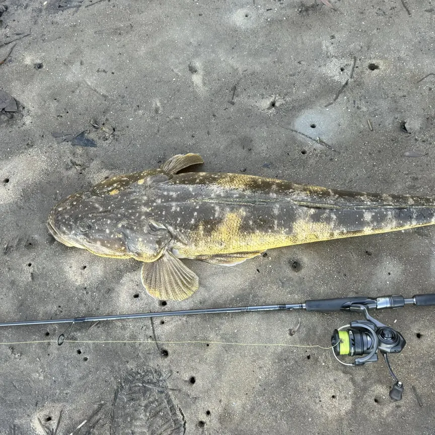 The most recent Dusky flathead catches on Fishbrain