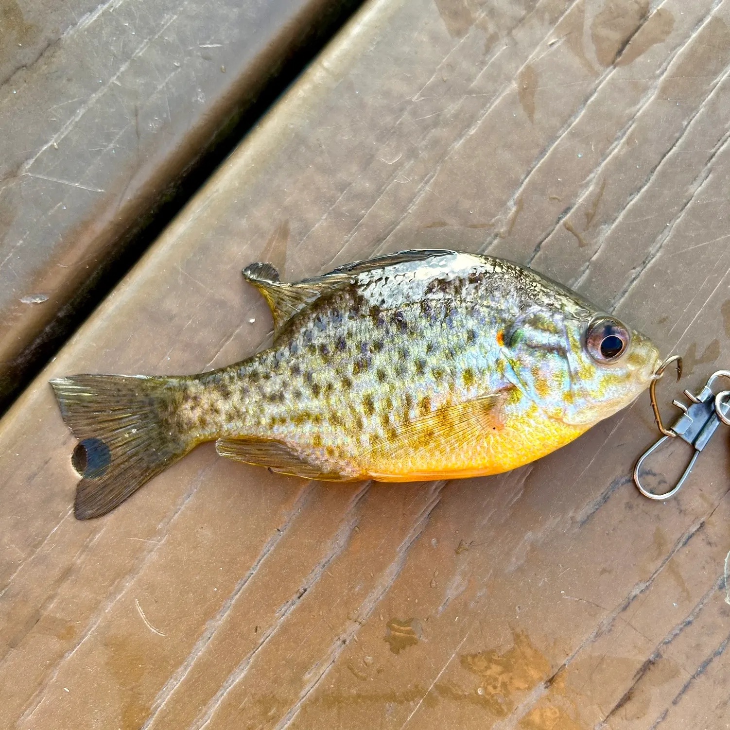 The most recent Pumpkinseed catches on Fishbrain