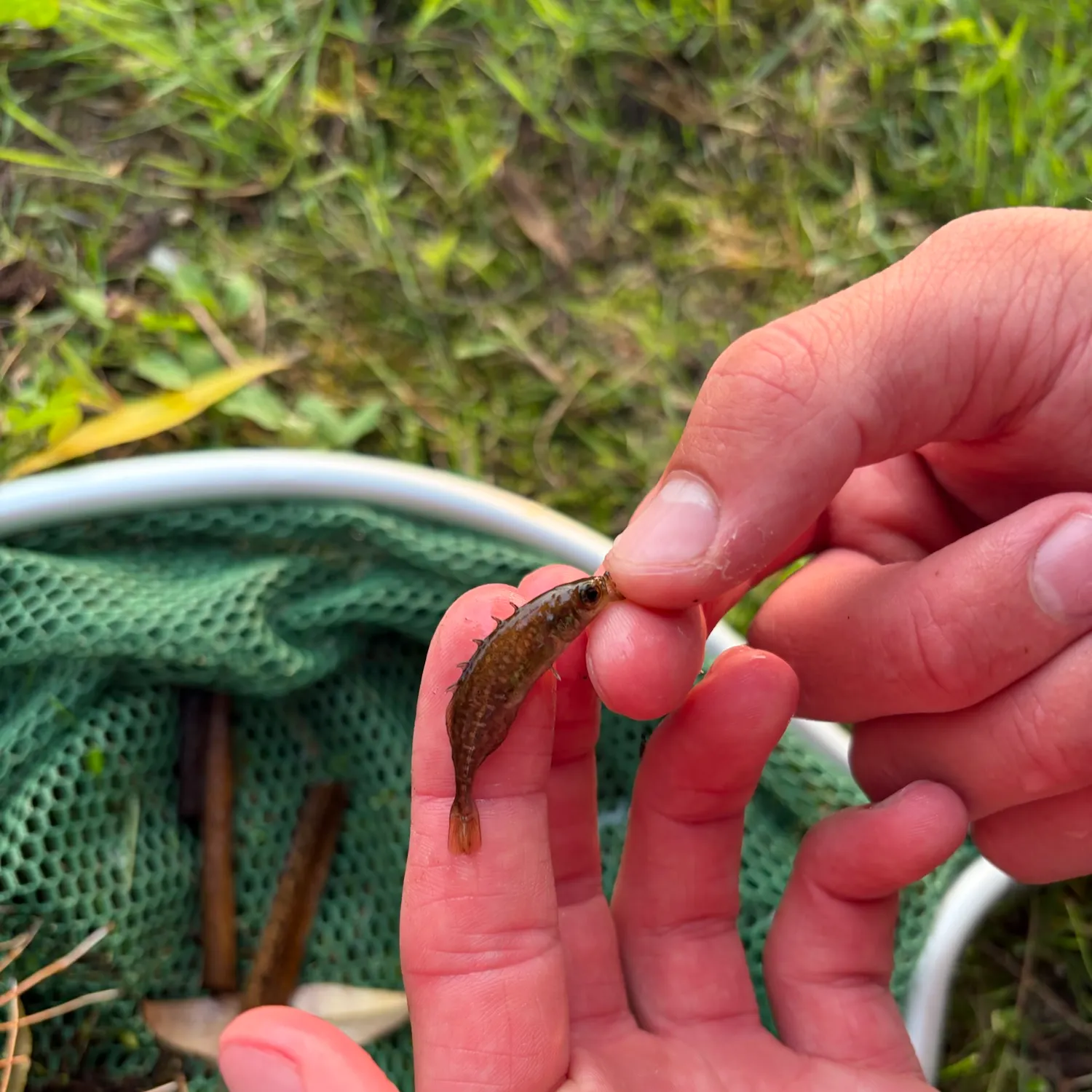 The most recent Brook stickleback catches on Fishbrain