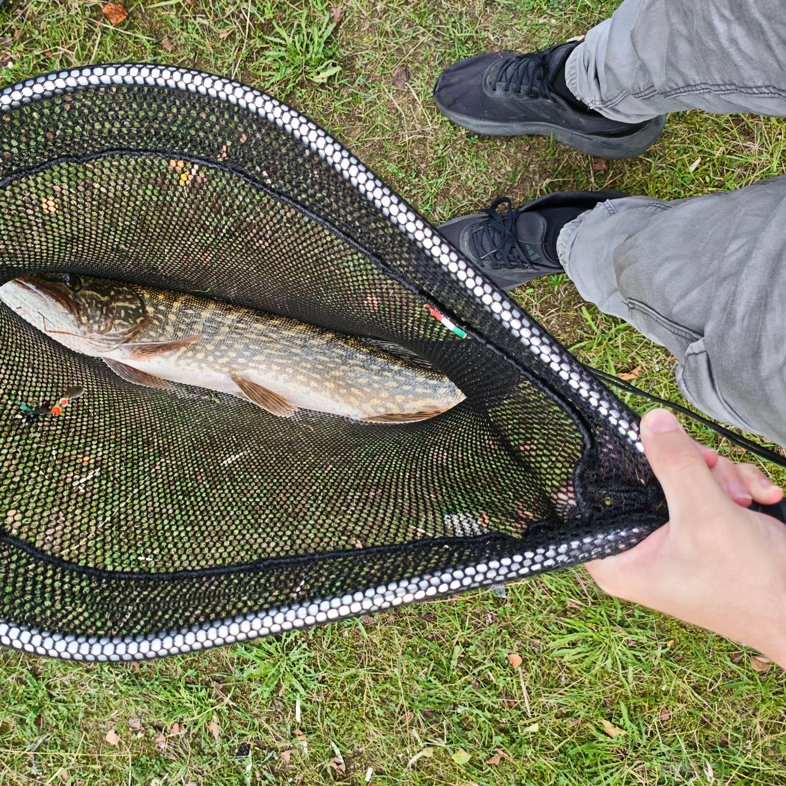 Northern pike caught on Fishbrain
