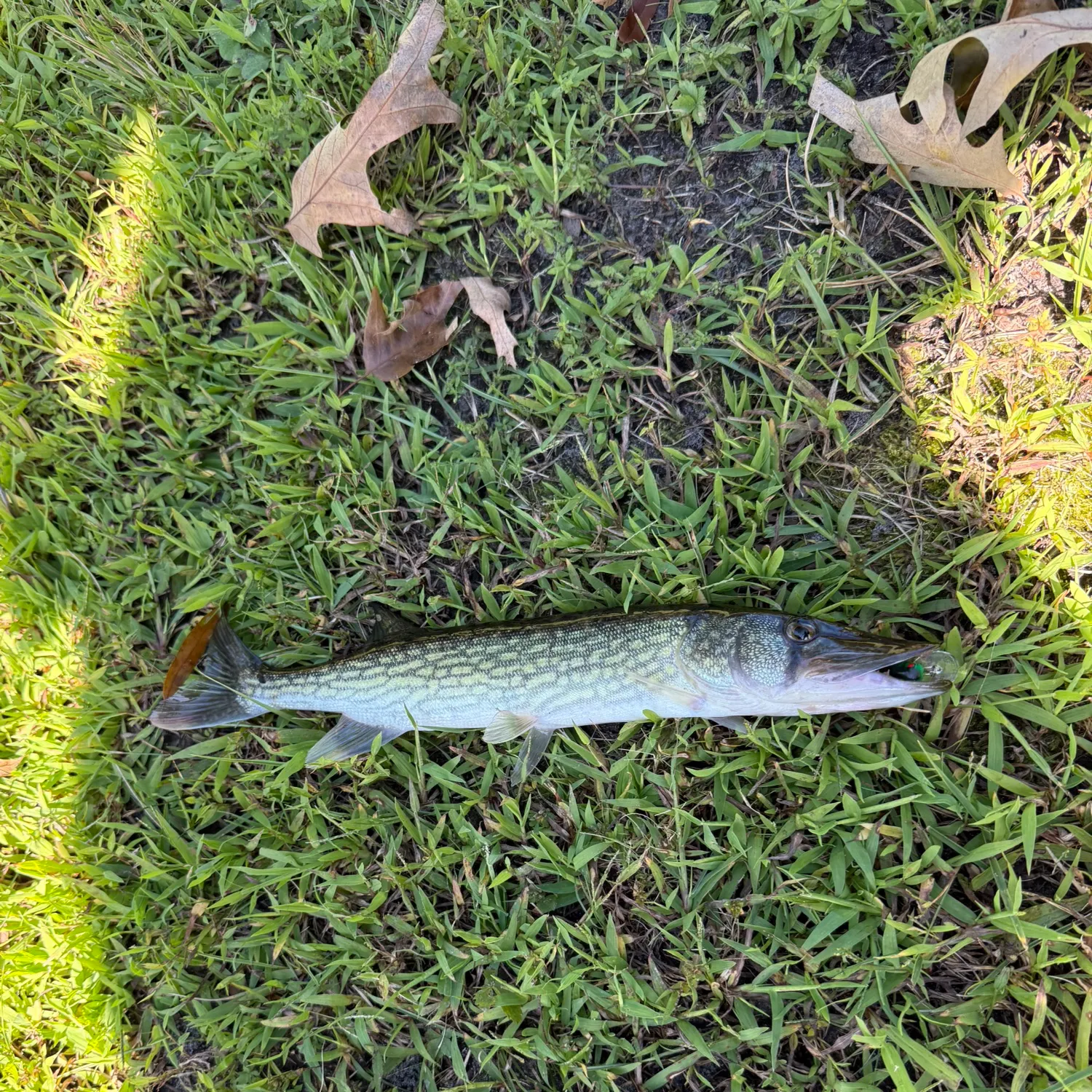 Chain pickerel caught on Fishbrain
