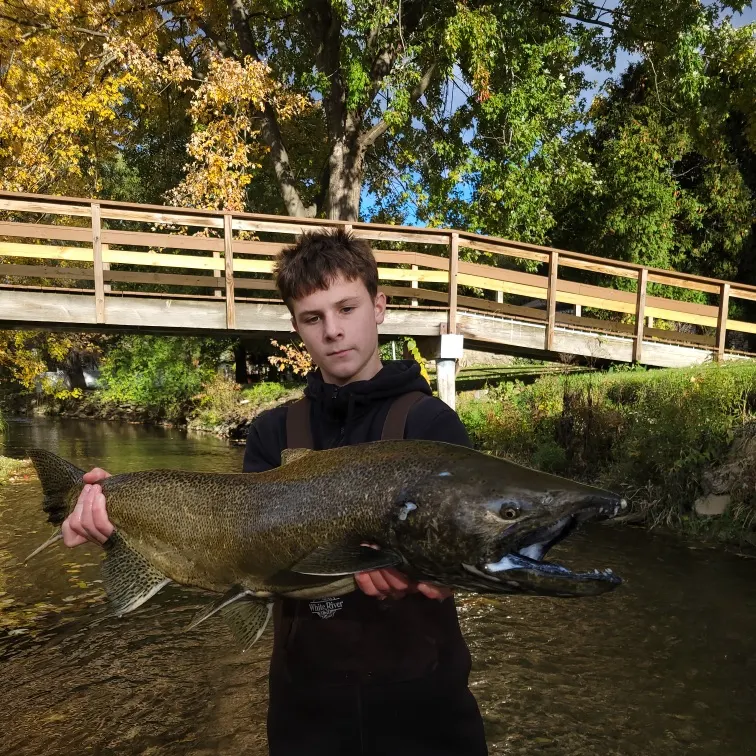 The most recent Chinook salmon catches on Fishbrain