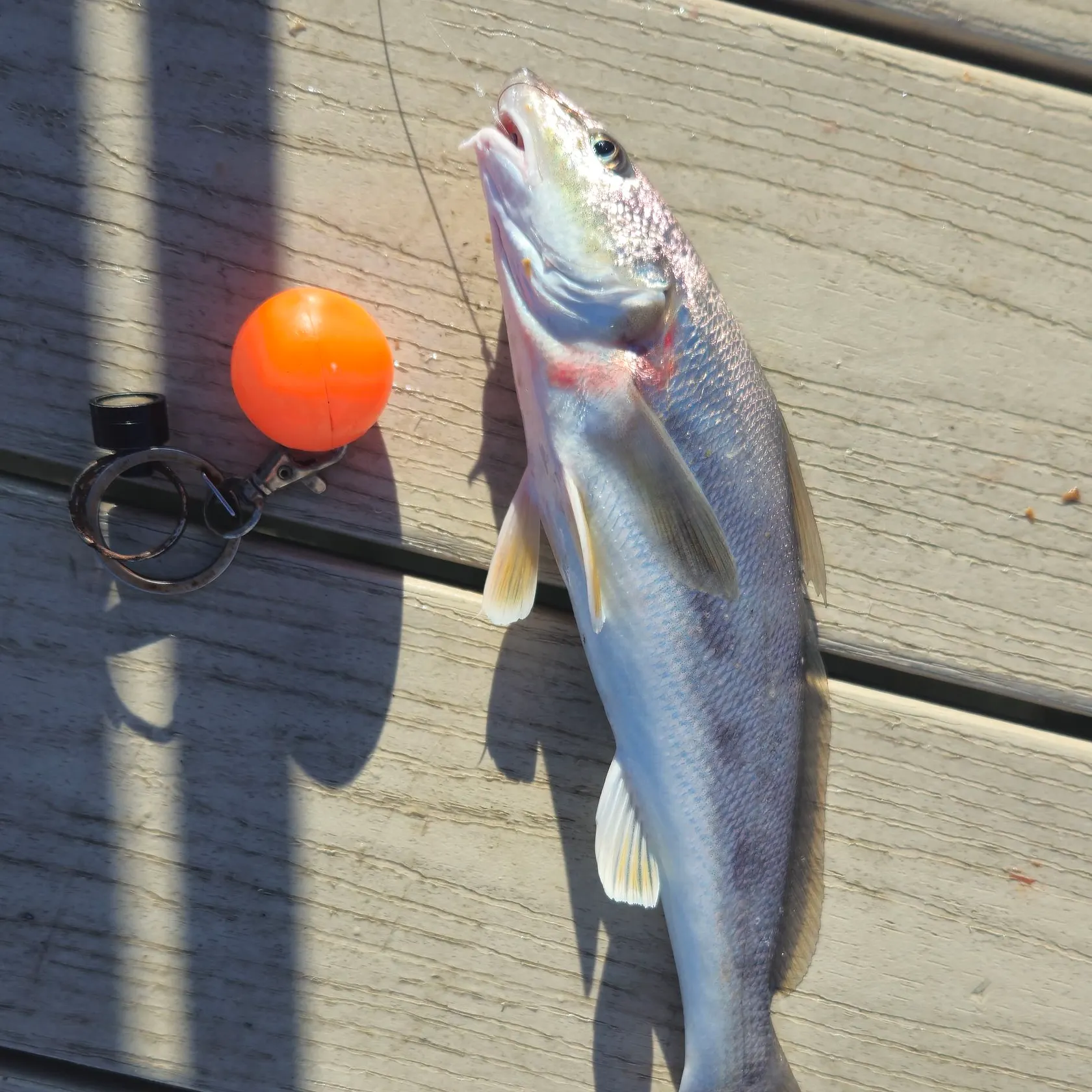 Sand seatrout caught on Fishbrain