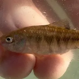 Fish caught on Fishbrain