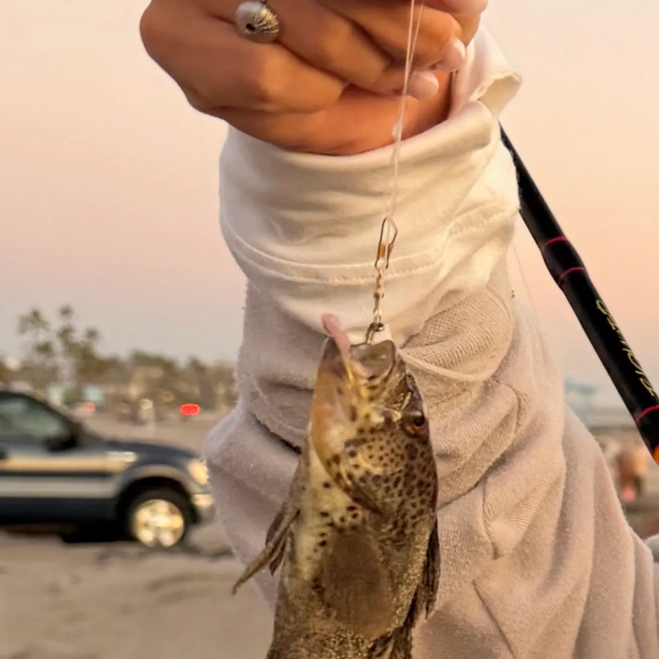 Spotted sand bass caught on Fishbrain