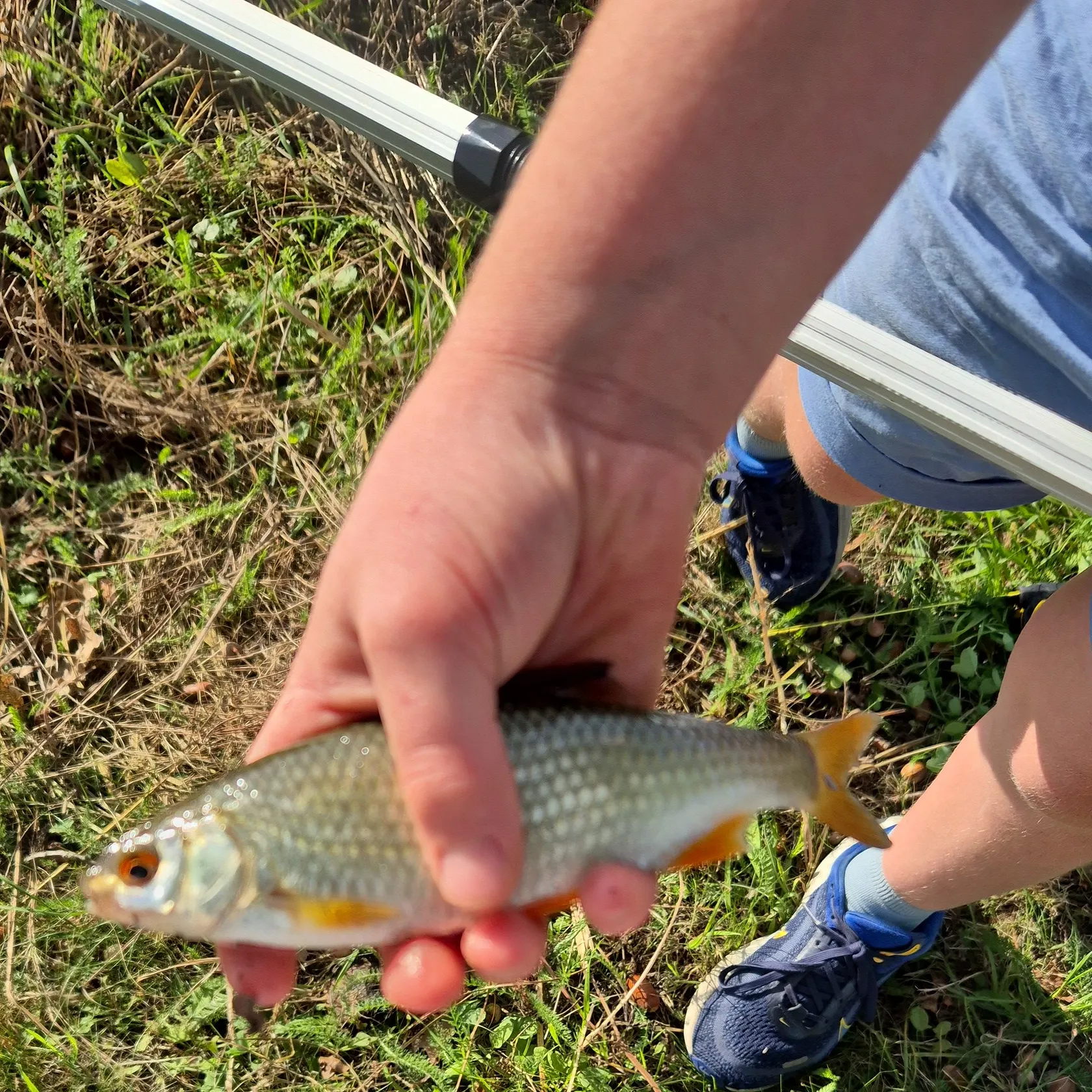 Common rudd caught on Fishbrain