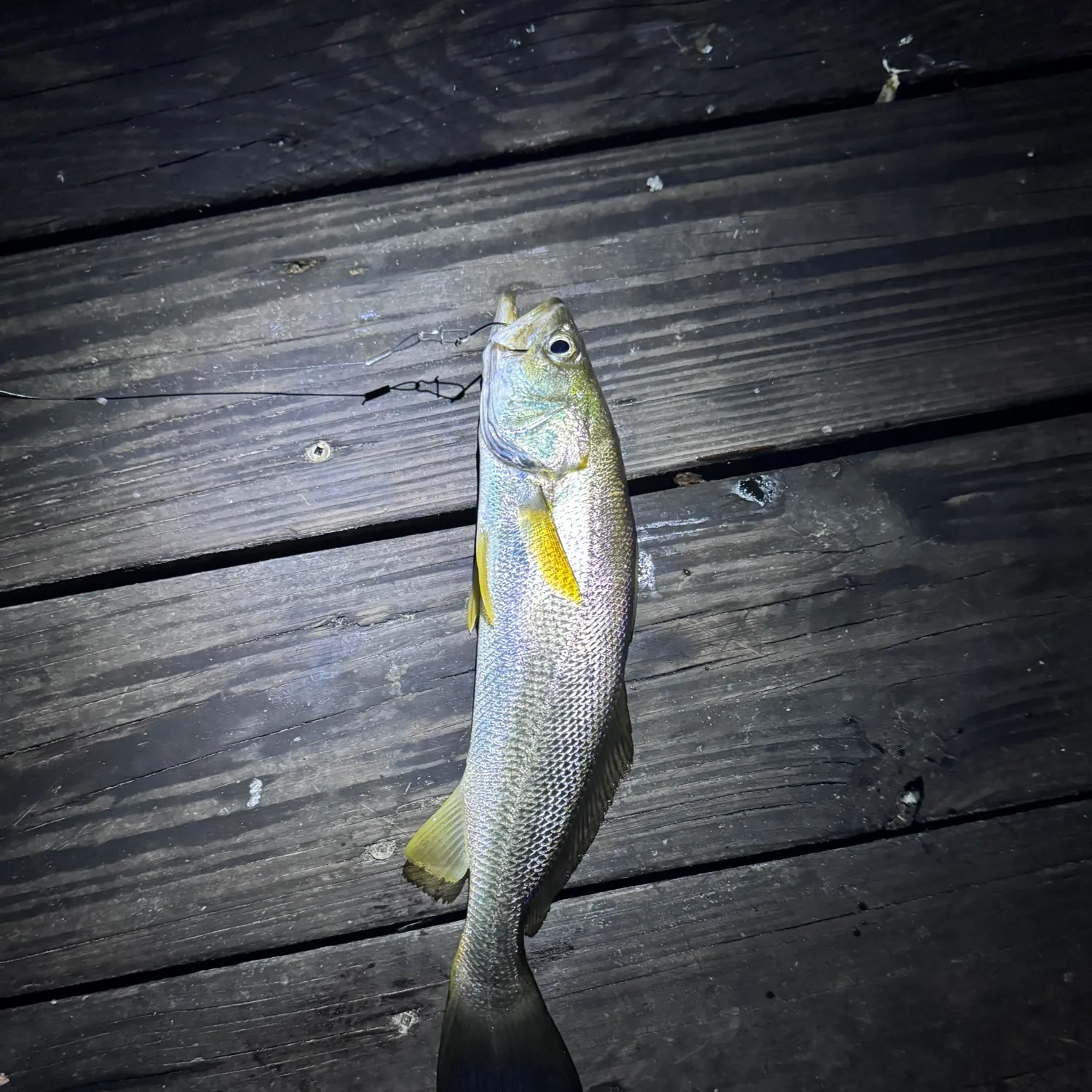 The most recent Sand seatrout catches on Fishbrain