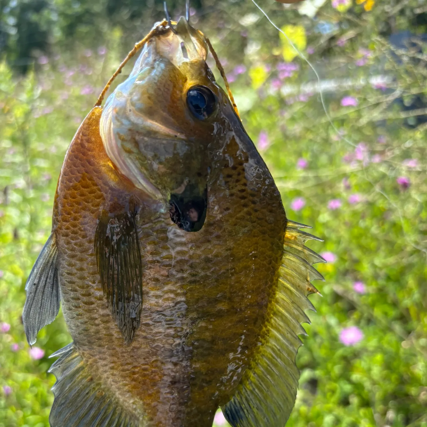 recently logged catches